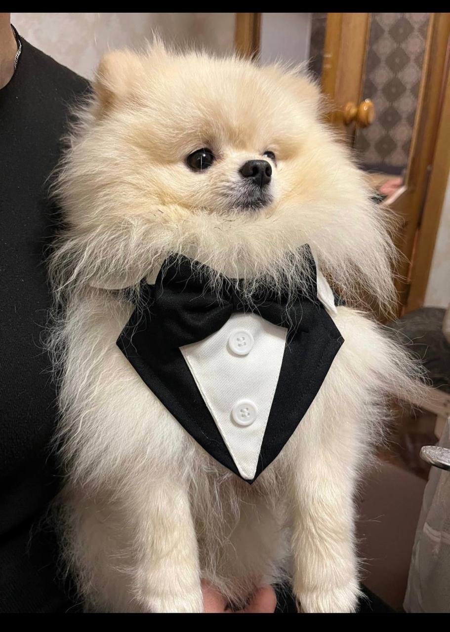 Пропала собака в Другие города