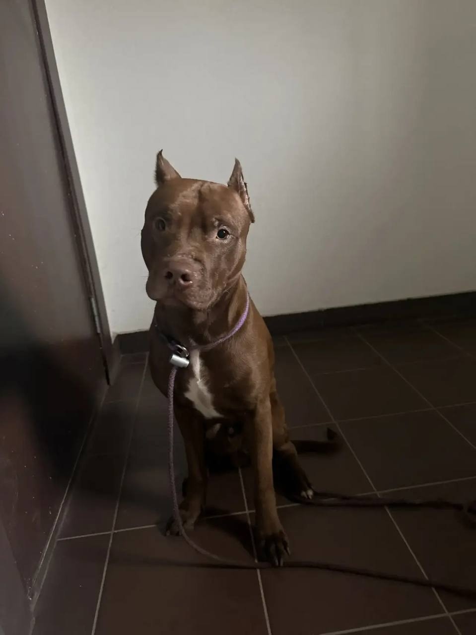 Девушка нашла пита. Воронеж, Туполева 27а. Был привязан у первого подъезда. Может кто узнает.