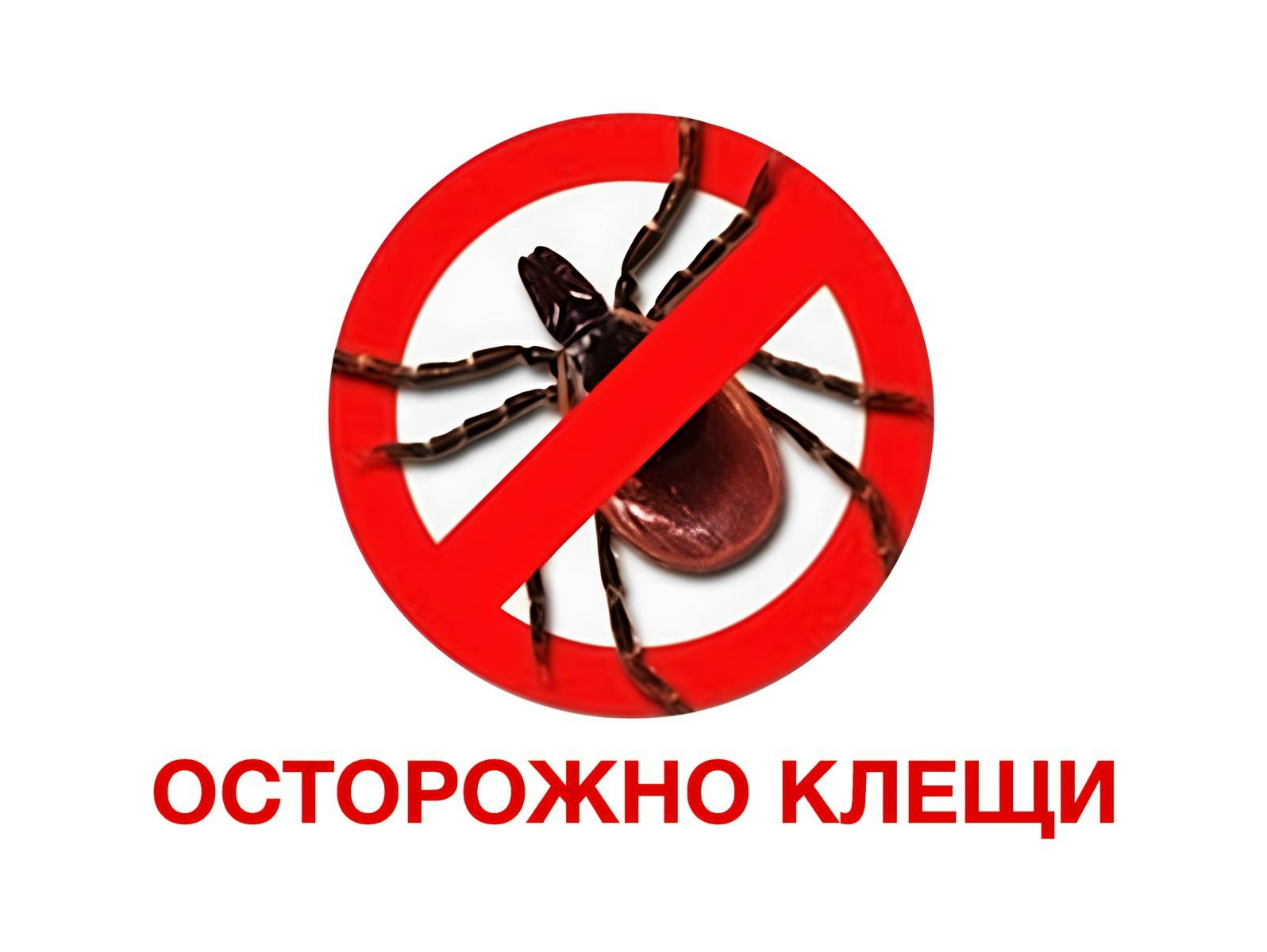 Объявление о питомце в Другие города