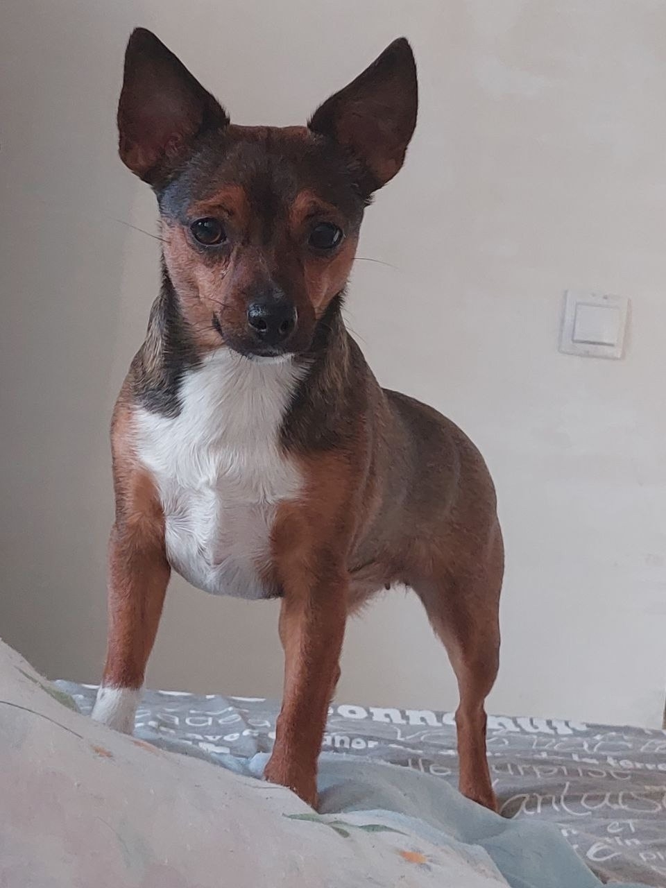 Найдена собака в Других городах — фото объявления