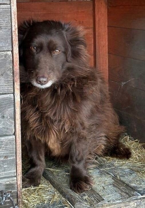 Найдена собака в Другие города
