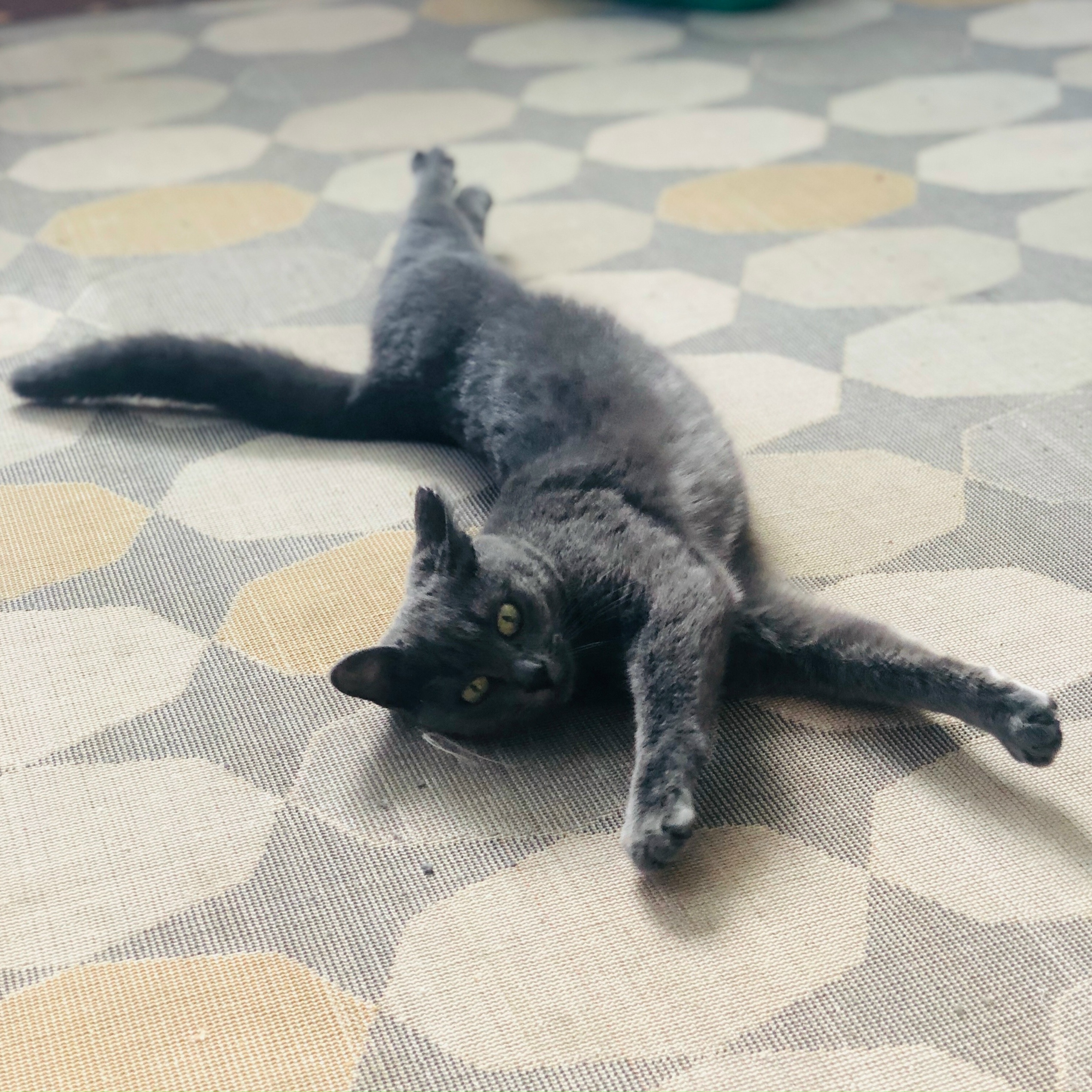 Найден питомец в Другие города