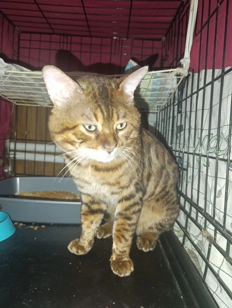 Найдена кошка в Другие города