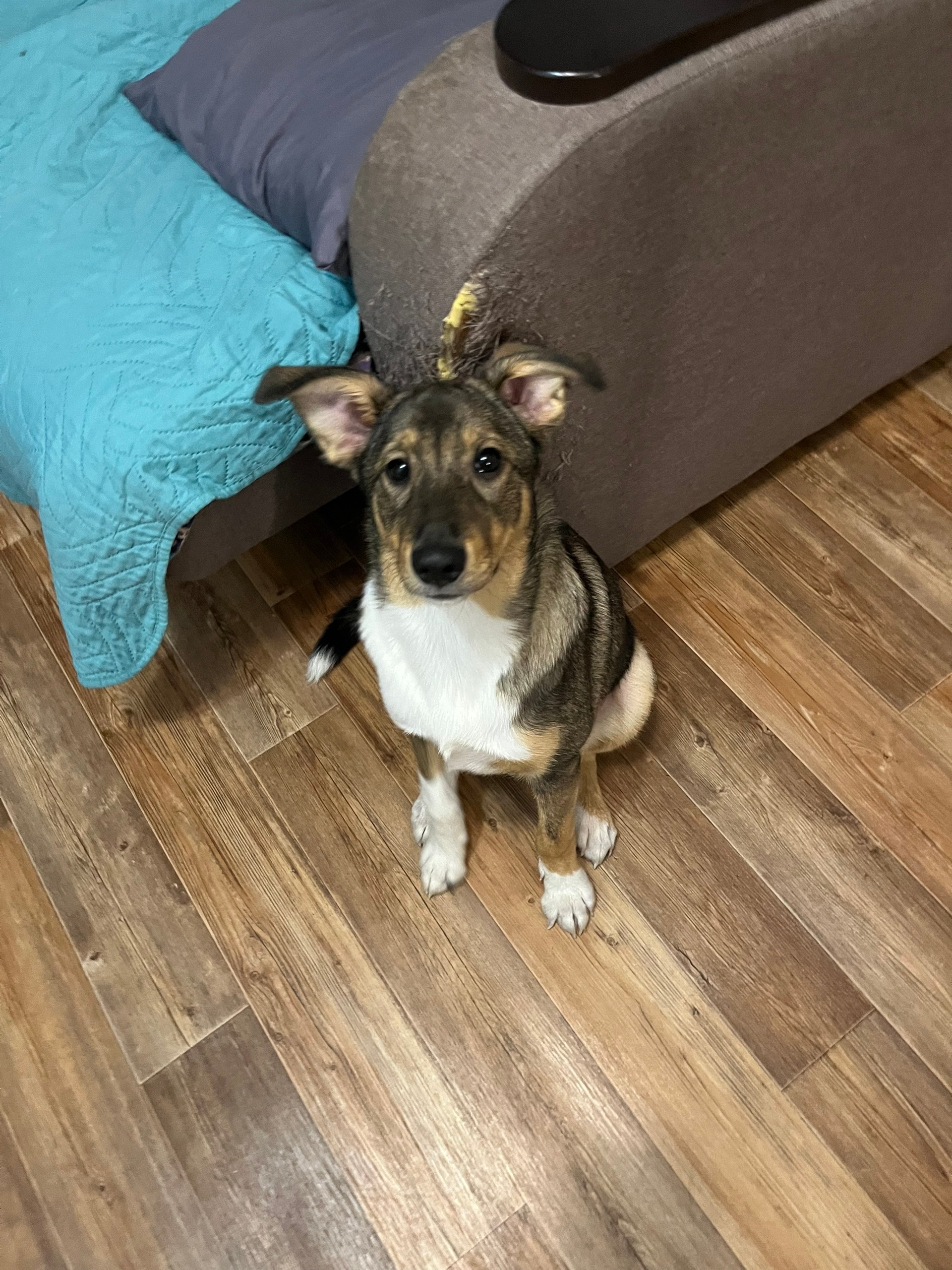 Пропала собака в Другие города