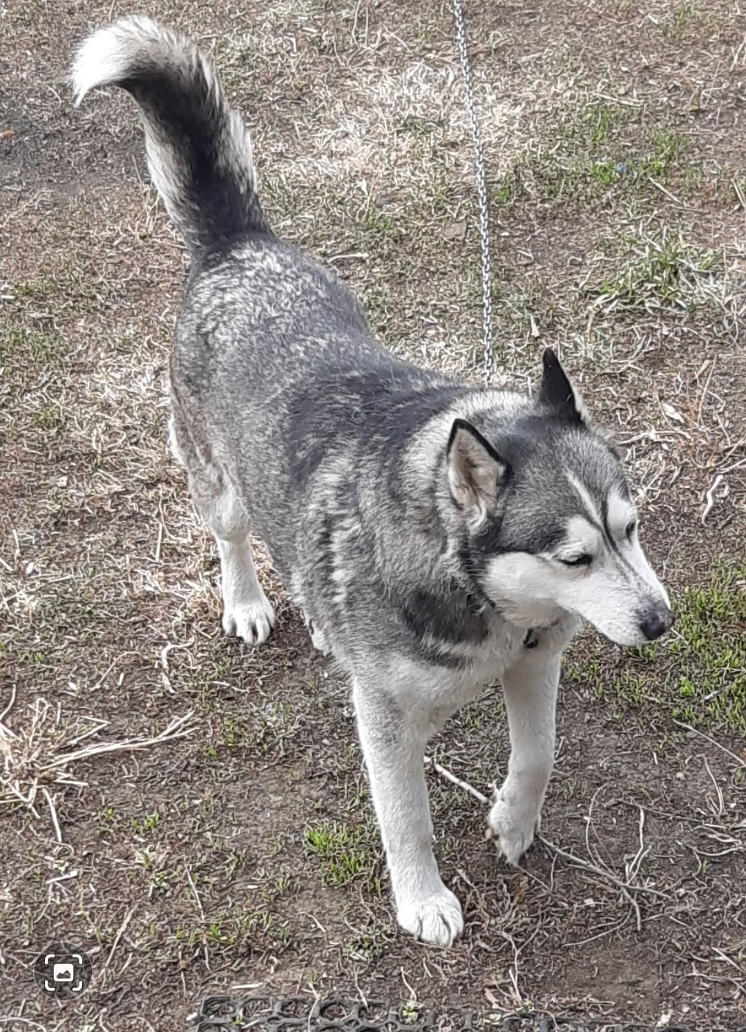 Найдена собака в Других городах — фото объявления