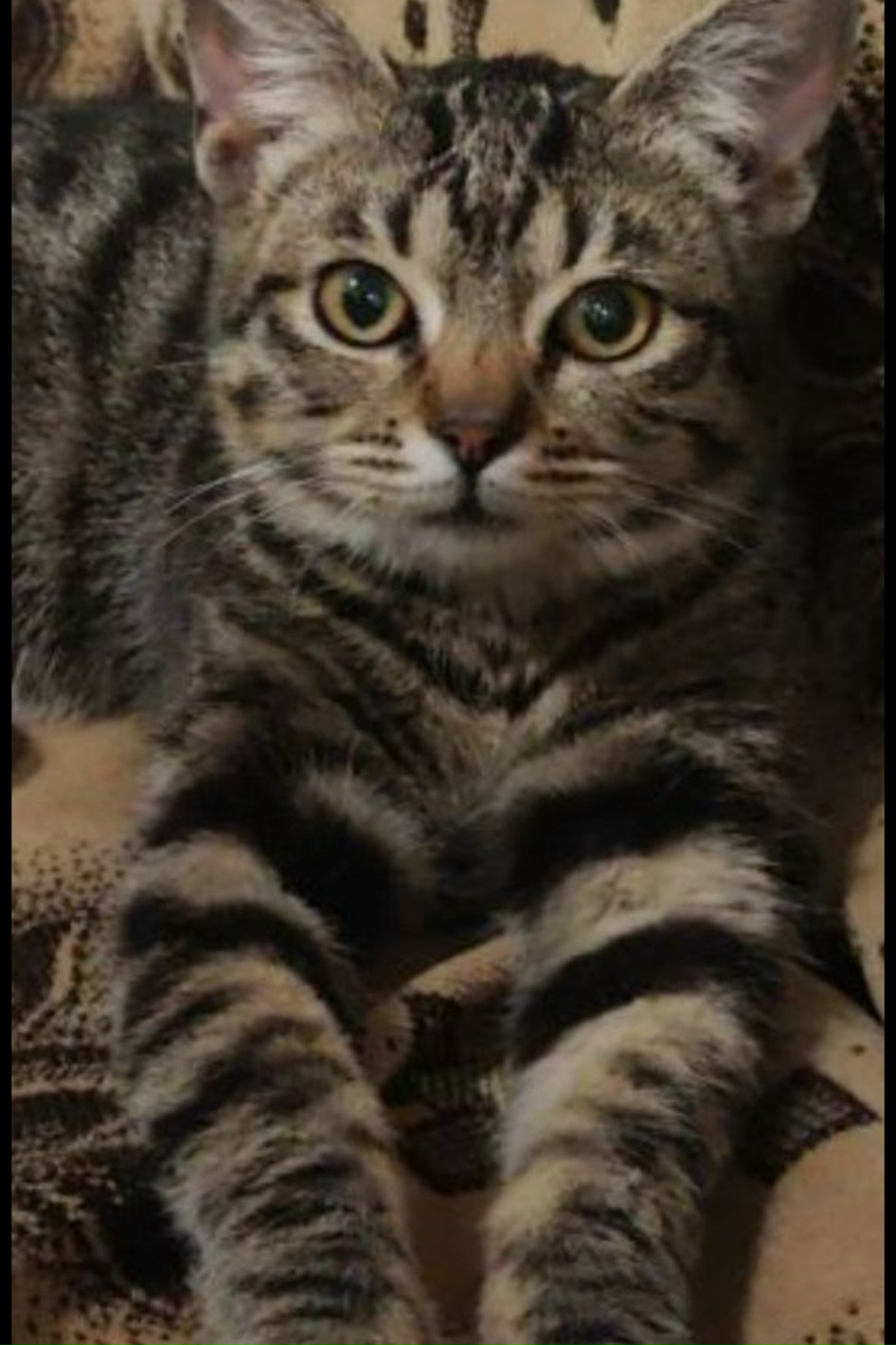 🐾 Бусинка: кошечка, которая так ждёт свою семью