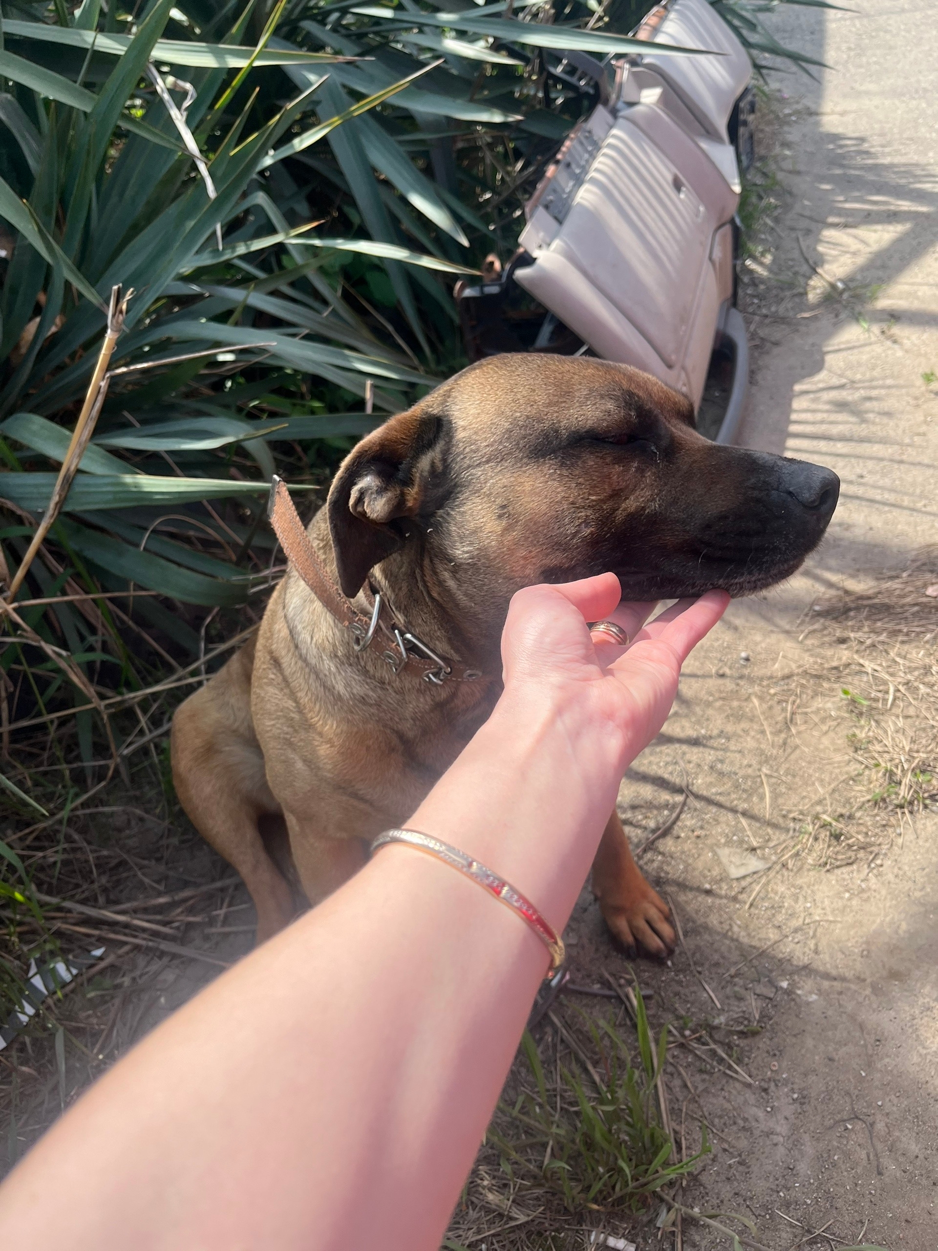 Найдена собака в Других городах — фото объявления