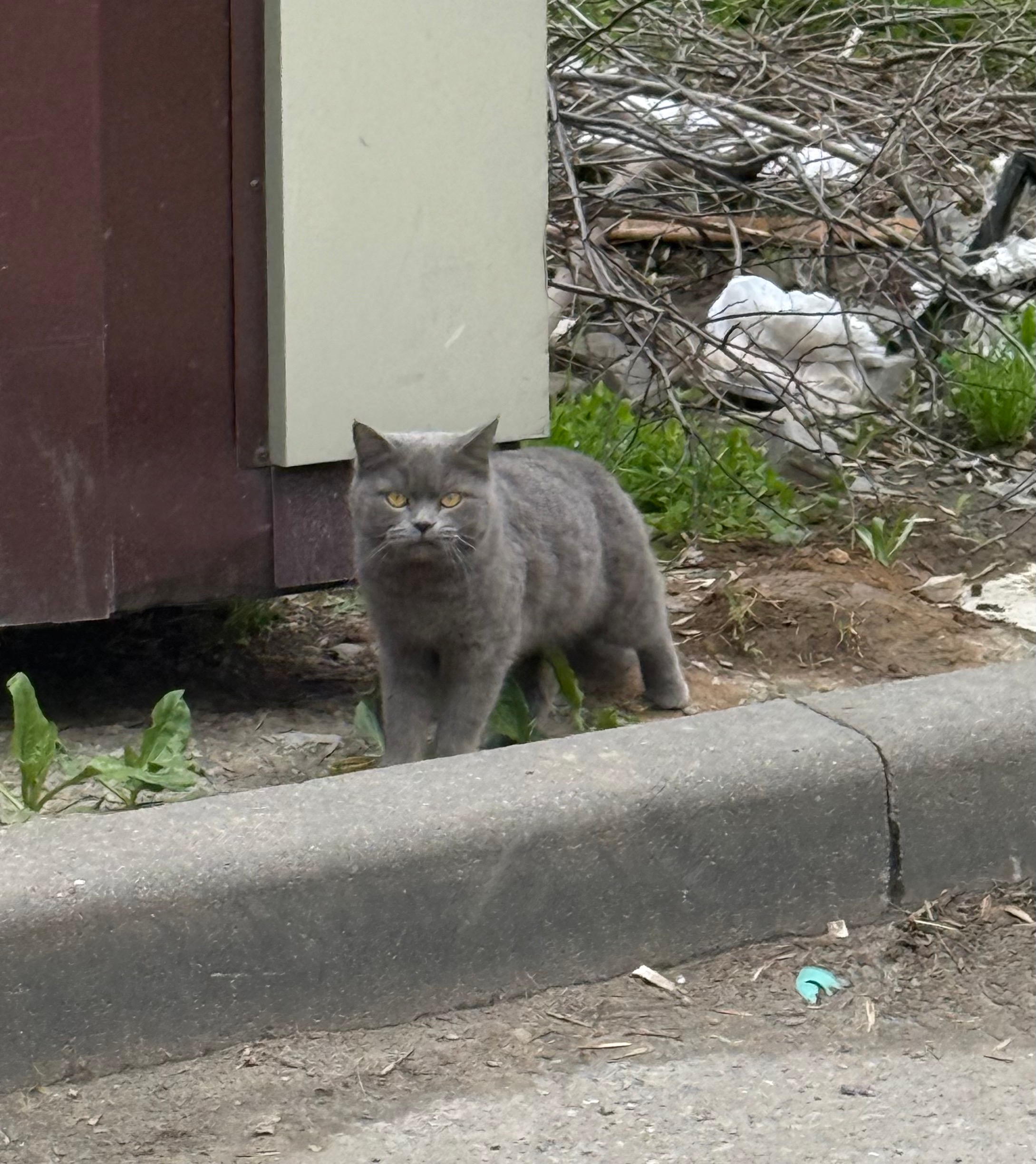Пропал питомец в Другие города