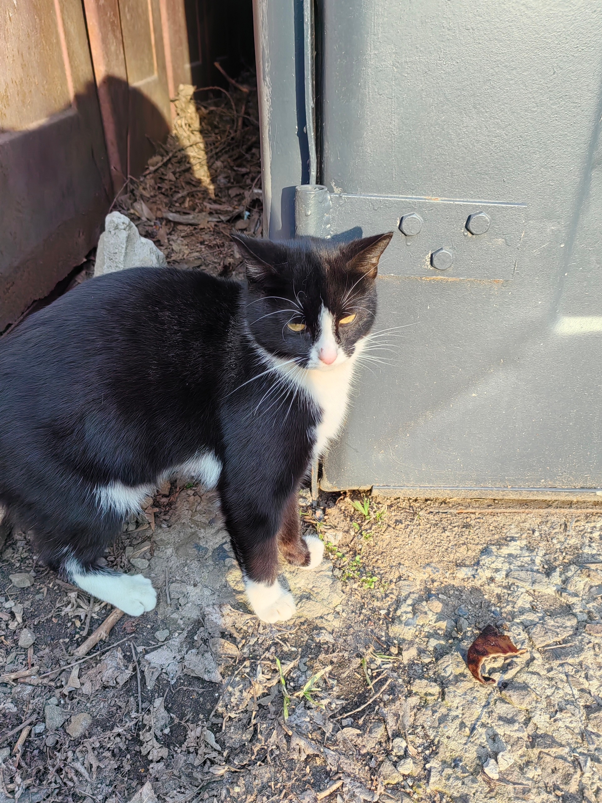 Объявление о питомце в Другие города