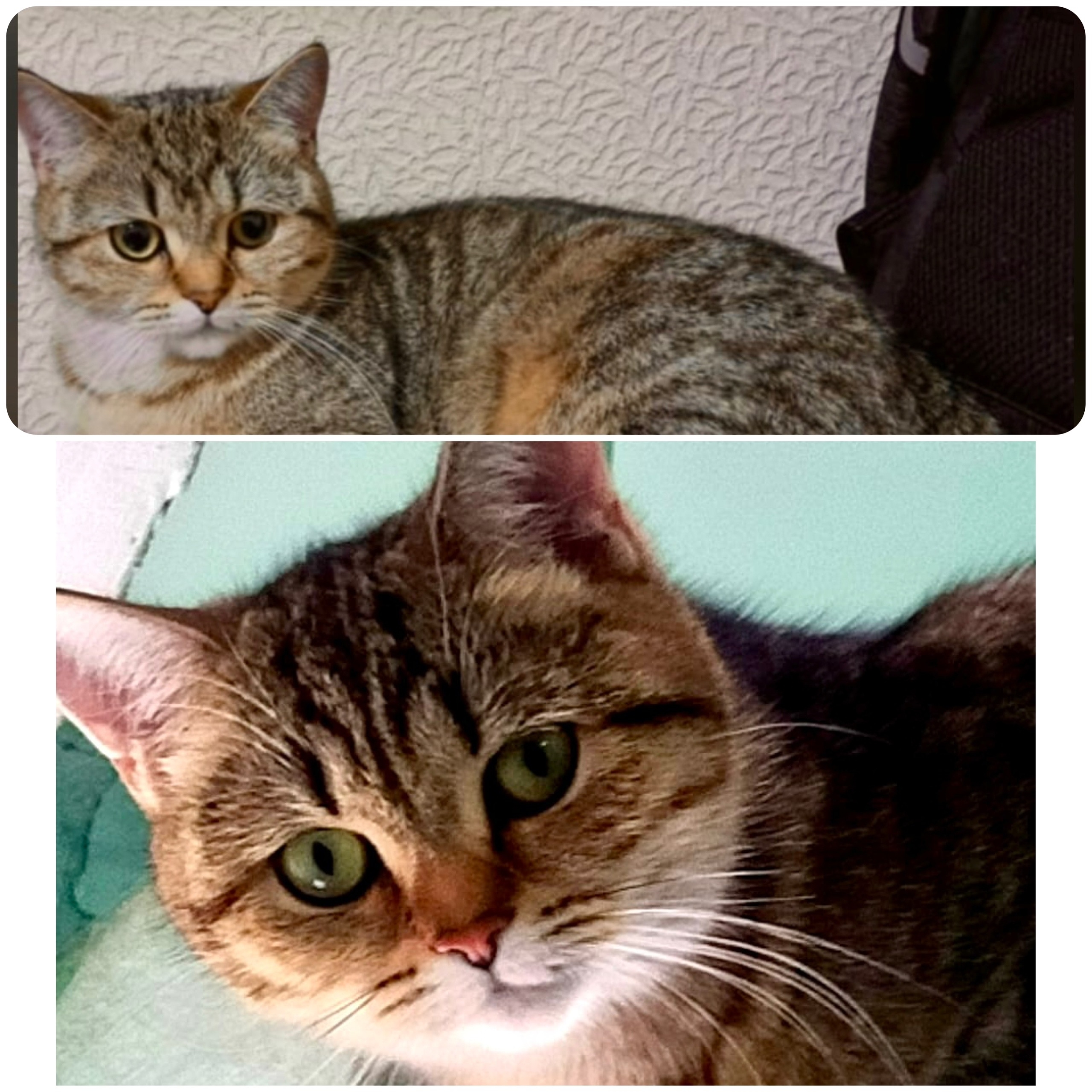 Найдена кошка в Другие города