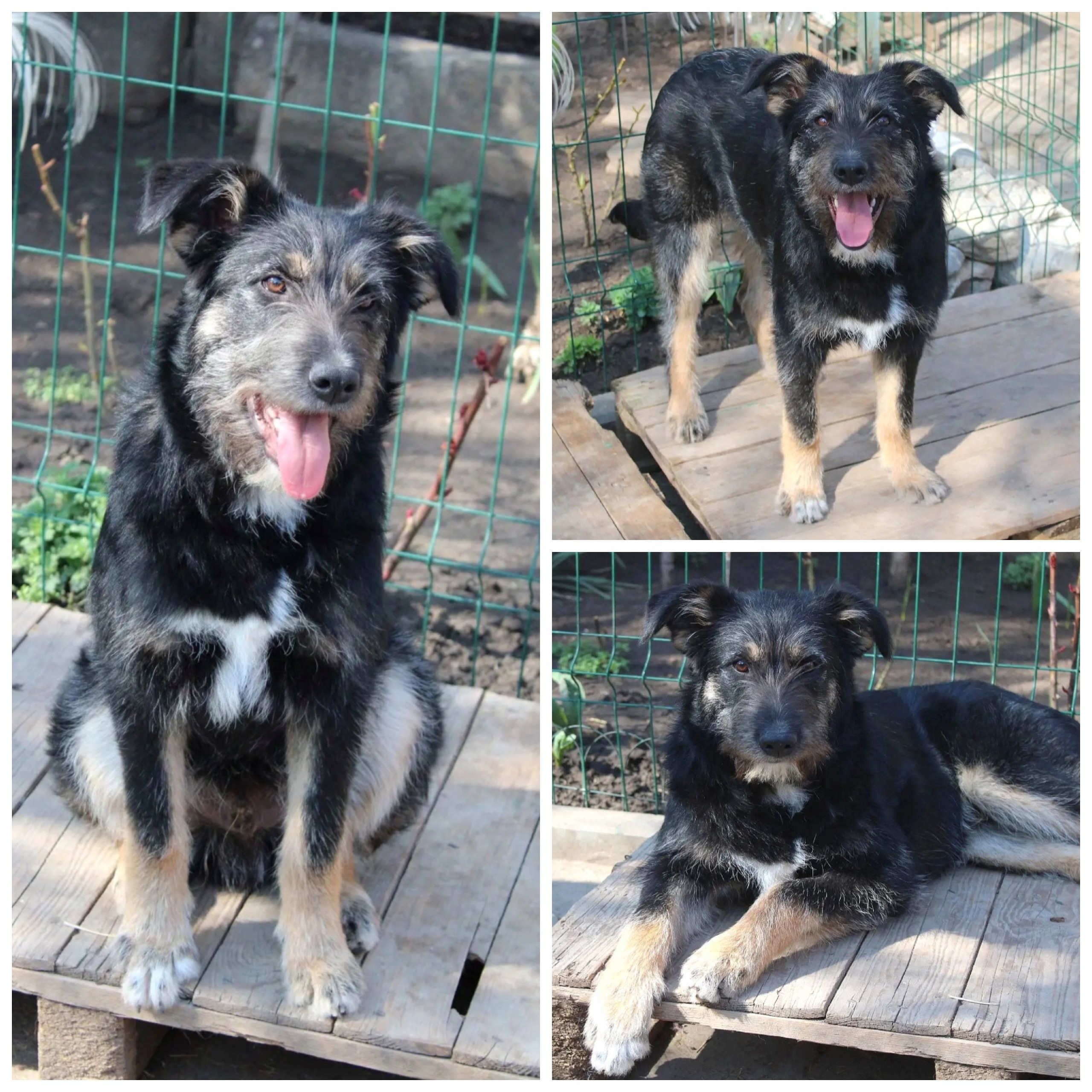 Найдена собака в Другие города