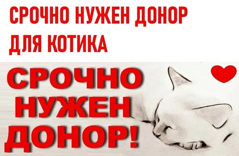 Объявление о питомце в Других городах — фото объявления
