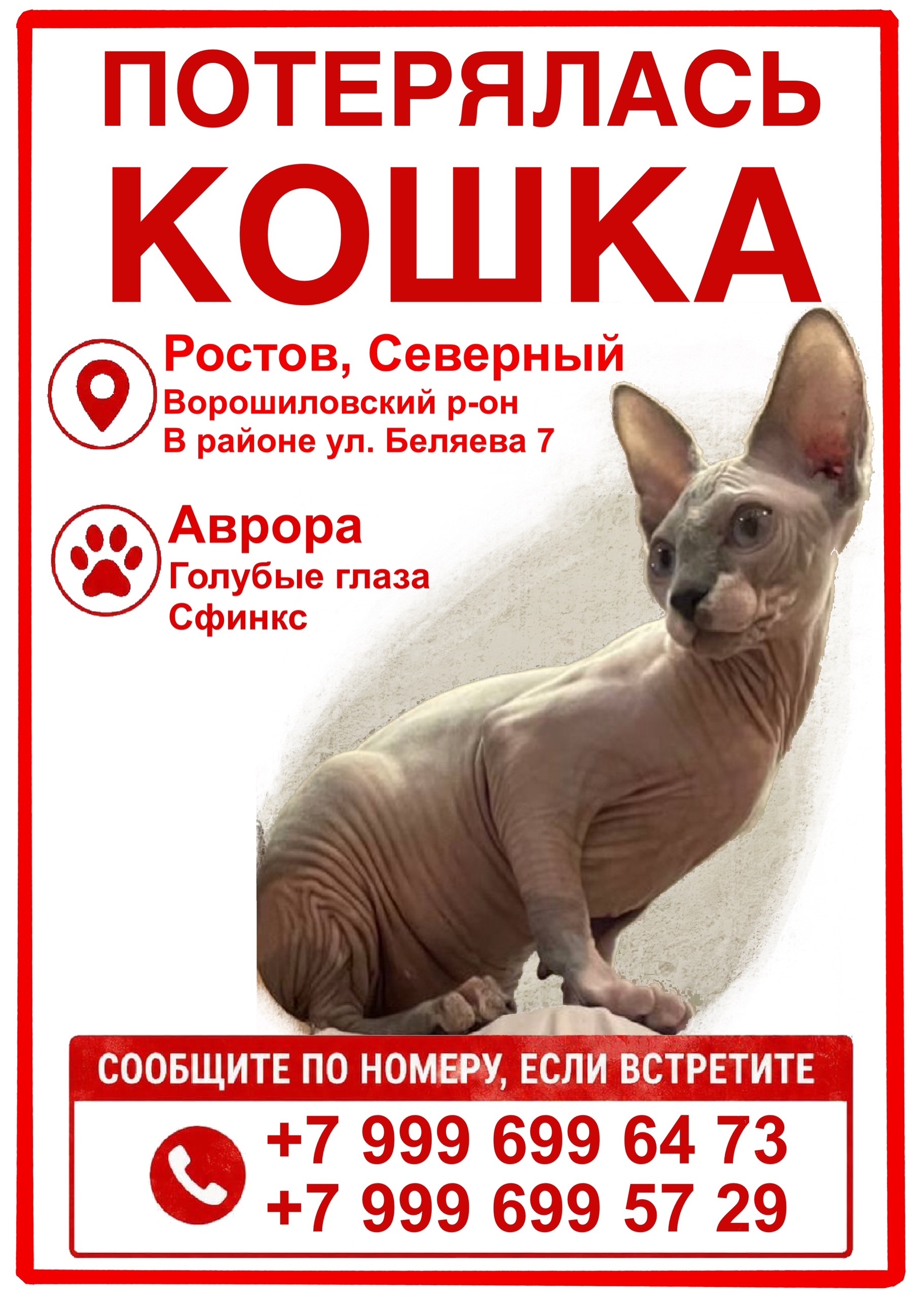 Найдена кошка в Других городах — фото объявления