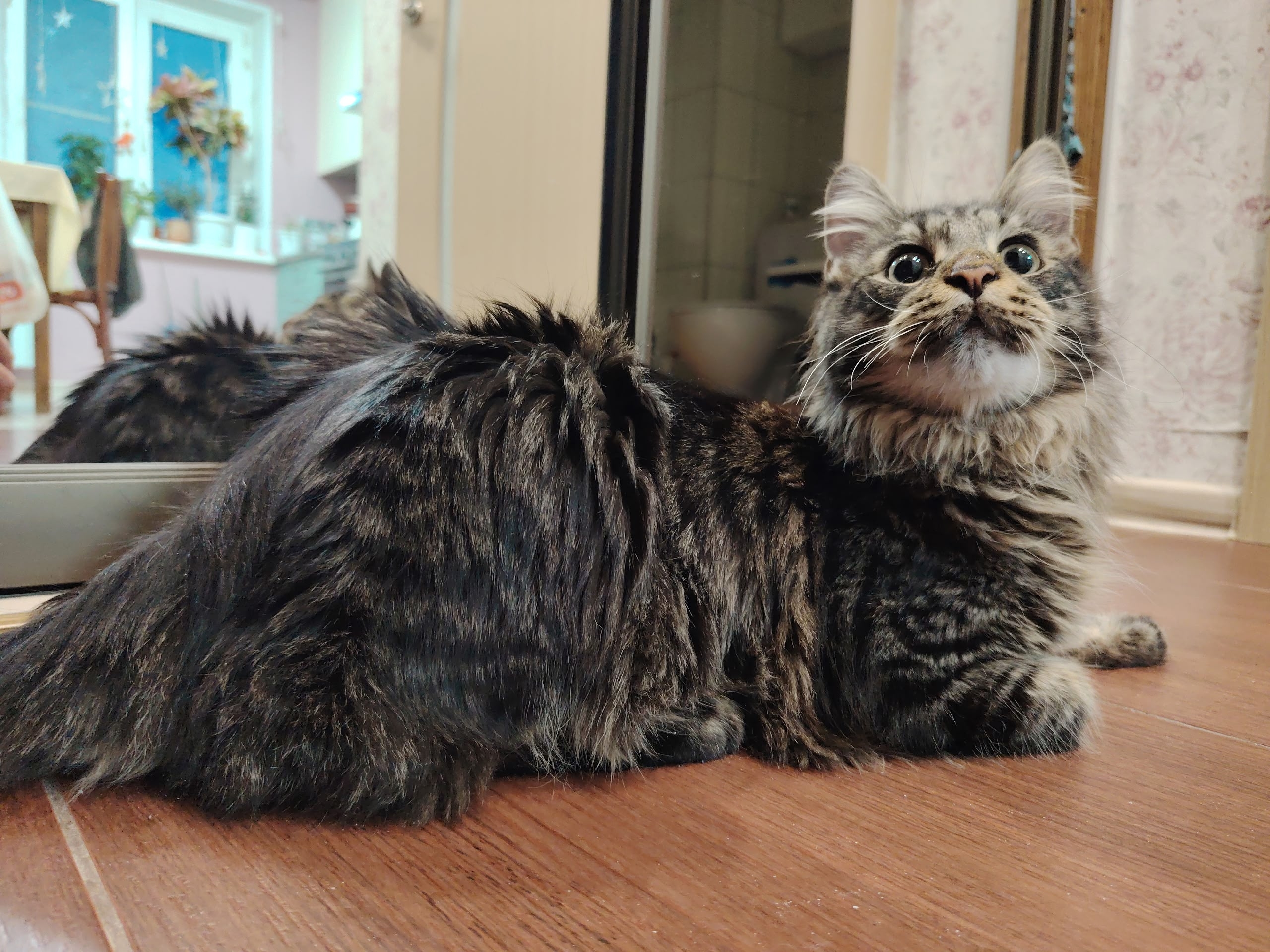 Пропала кошка в Другие города