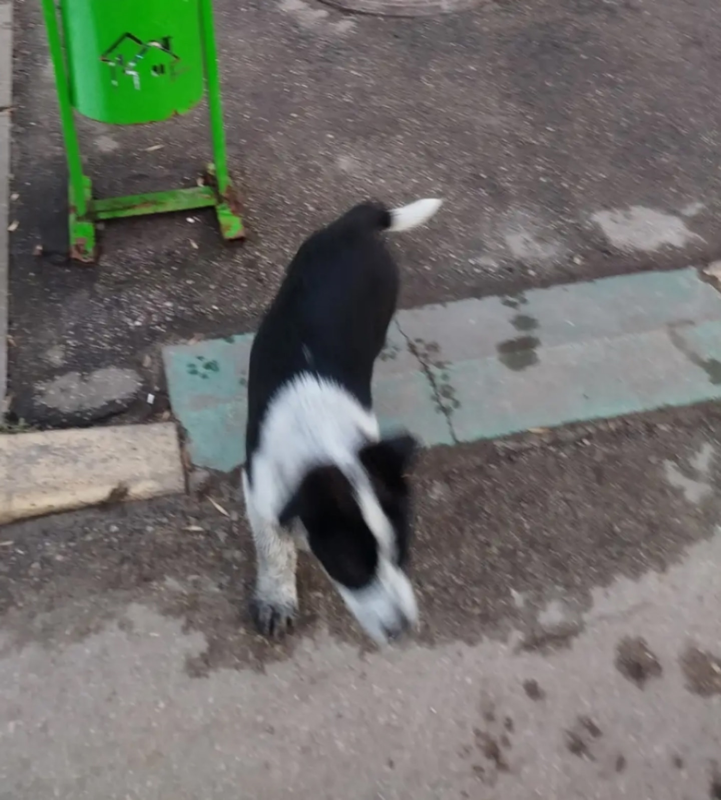 Пропала собака в Другие города