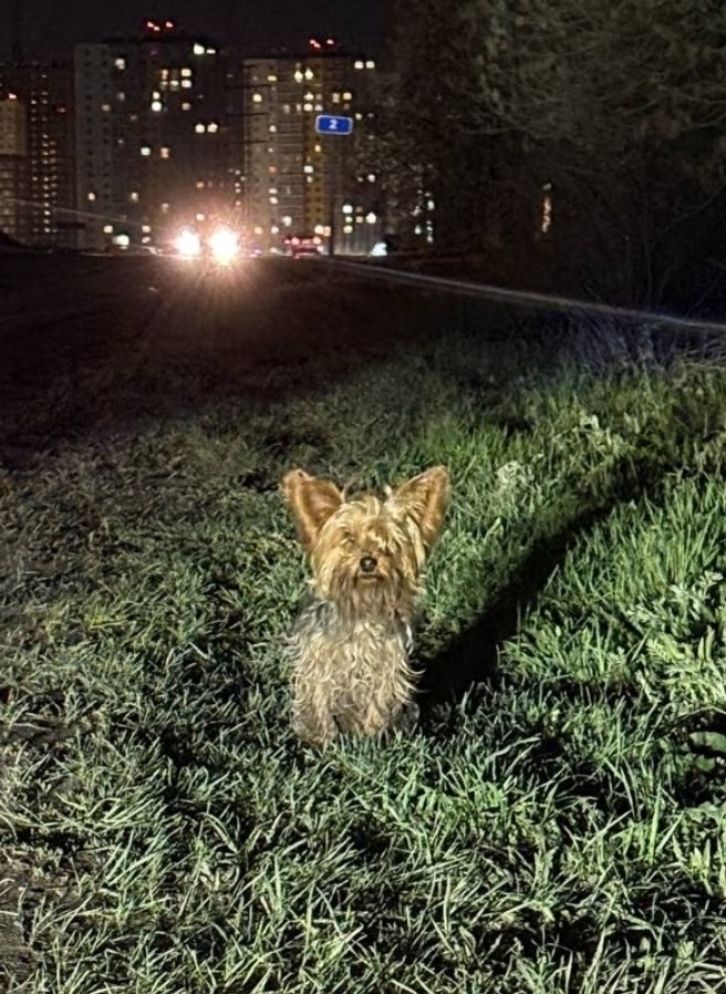 Найдена собака в Другие города
