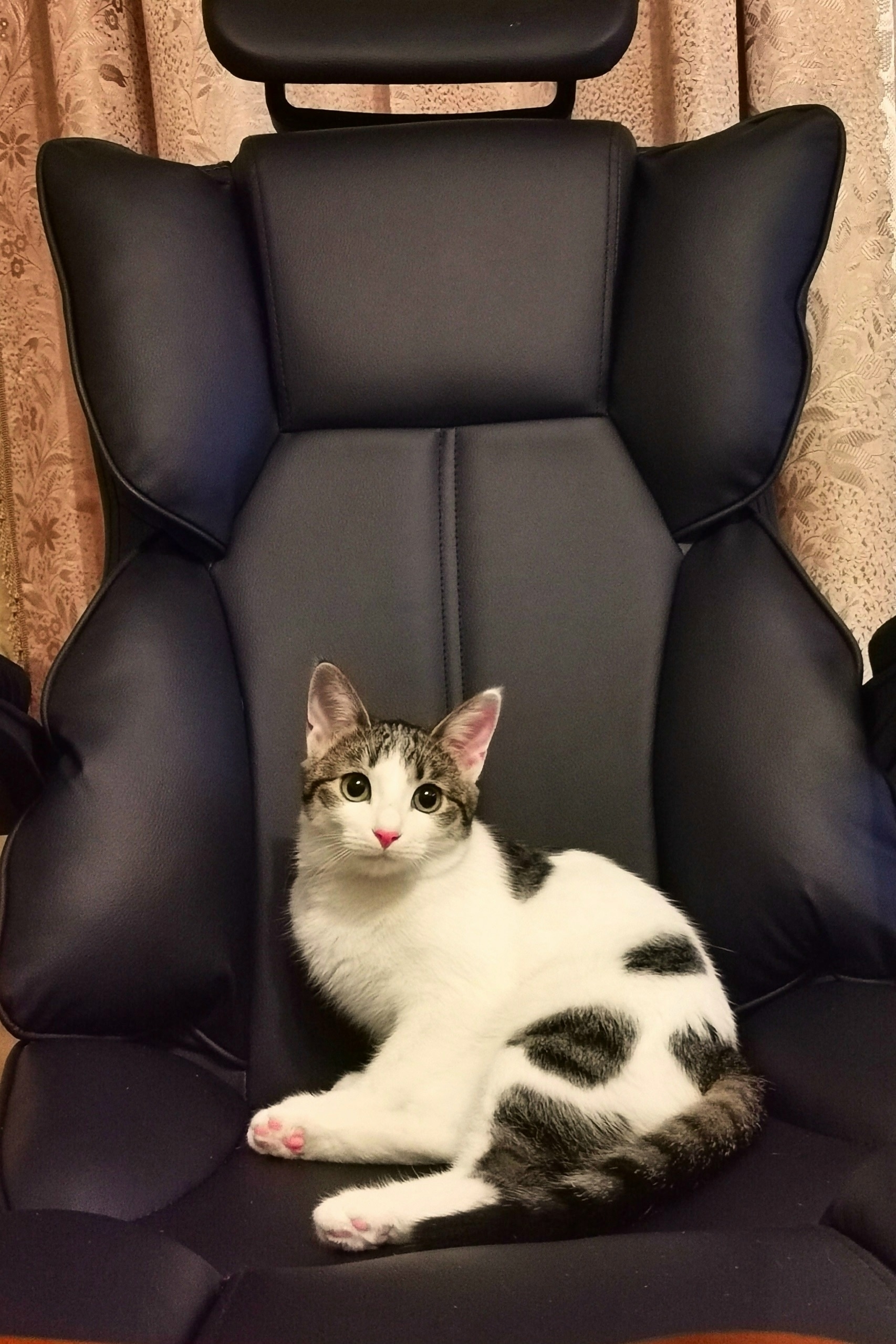 Найдена собака в Других городах — фото объявления