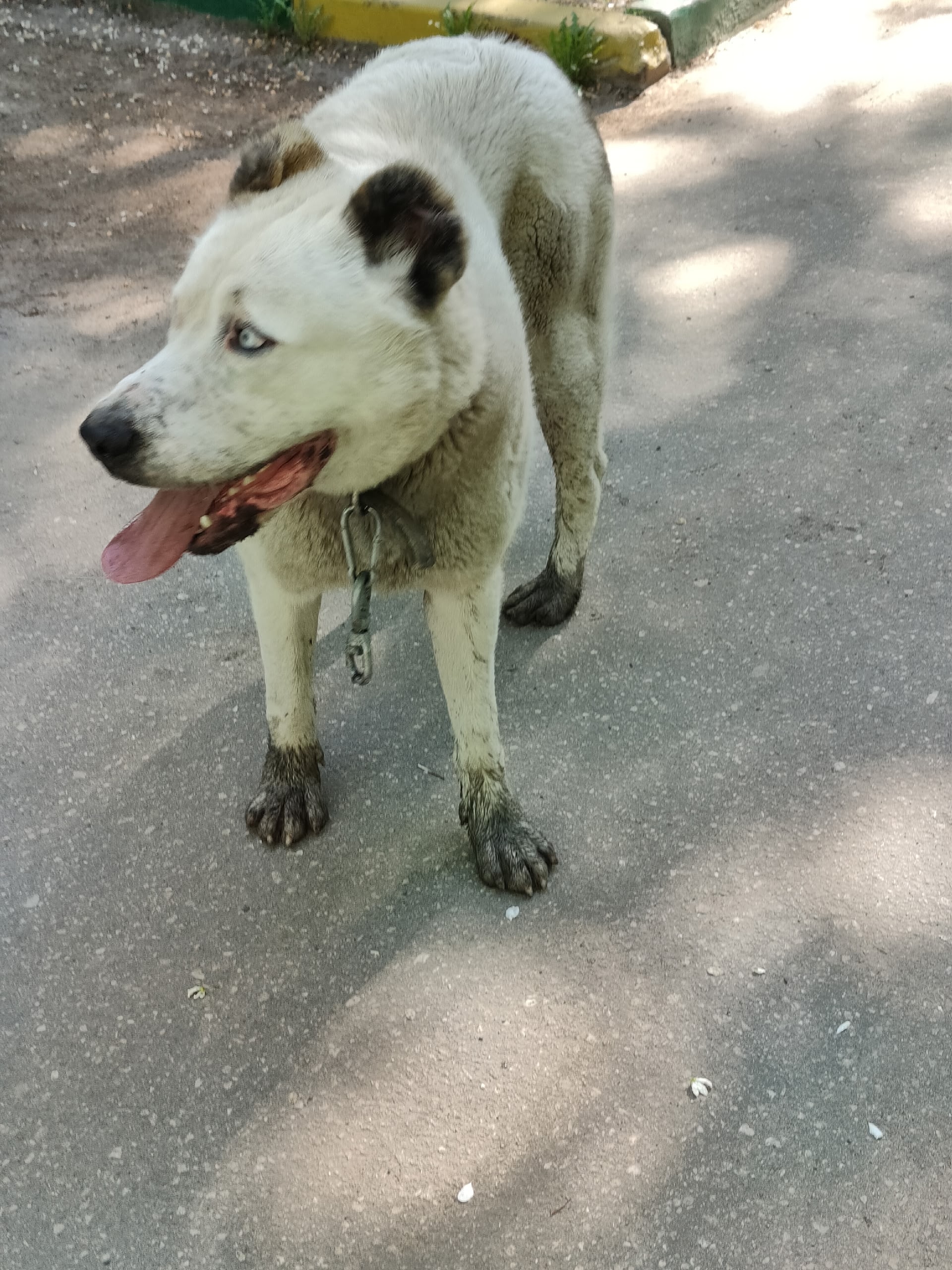 Найдена собака в Других городах — фото объявления