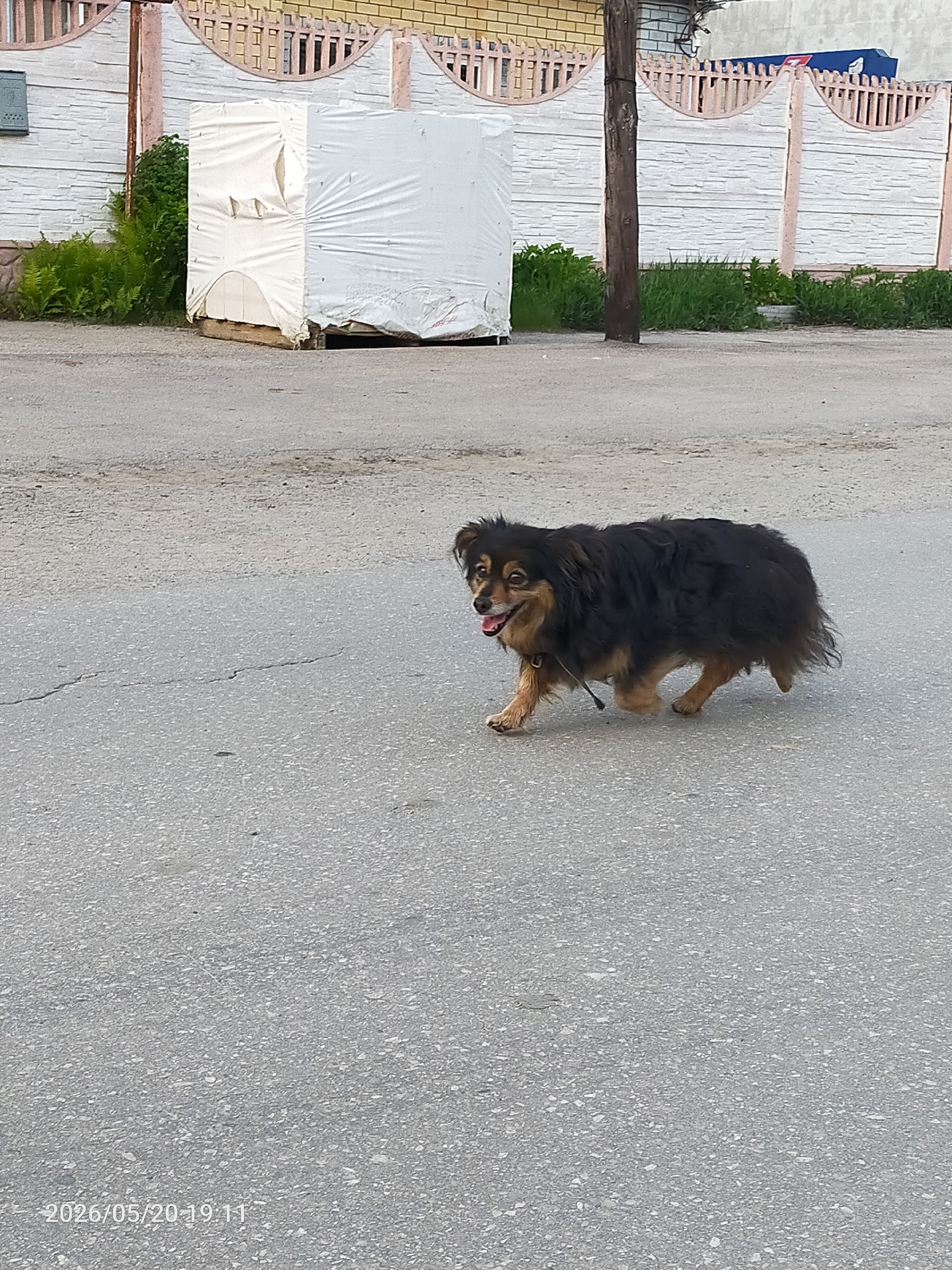 Найдена собака в Других городах — фото объявления