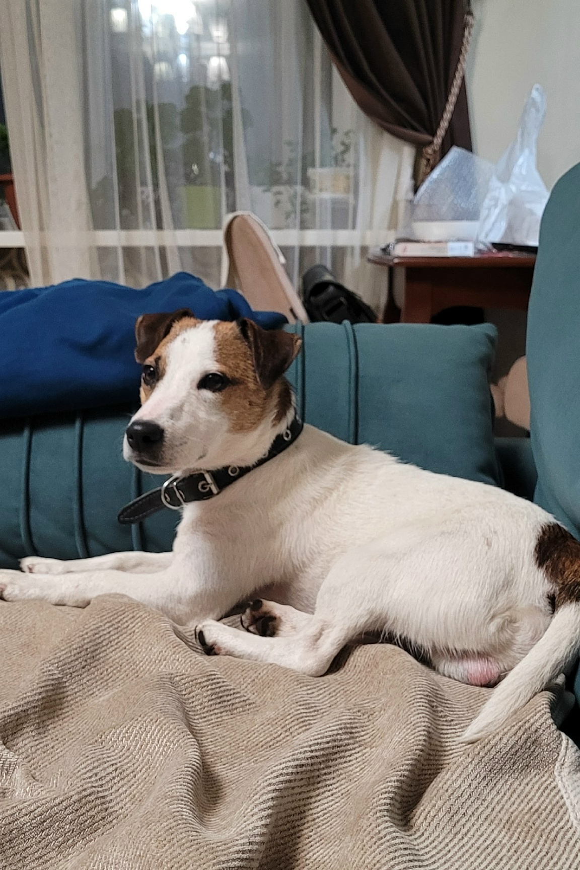 Найдена собака породы джек рассел  Собака бежала вдоль проезжей части несколько остановок. Людей отходила стороной, но к детям подошла. Дети поймали. Собаки не пугливая. Не боится людей, собак, машин.