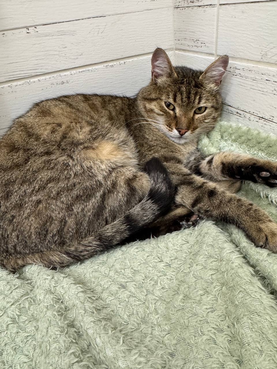 Найдена кошка в Другие города