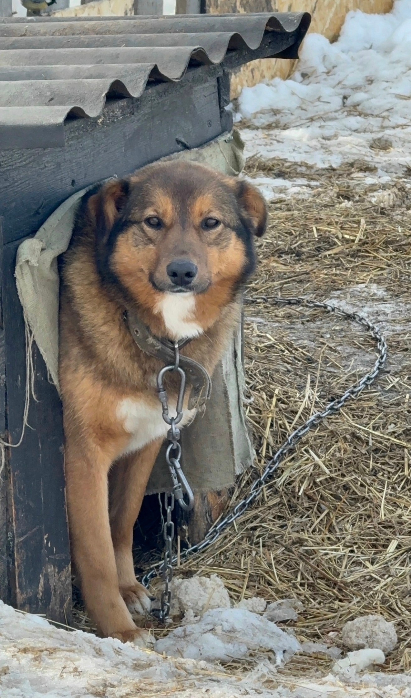 Найдена собака в Другие города
