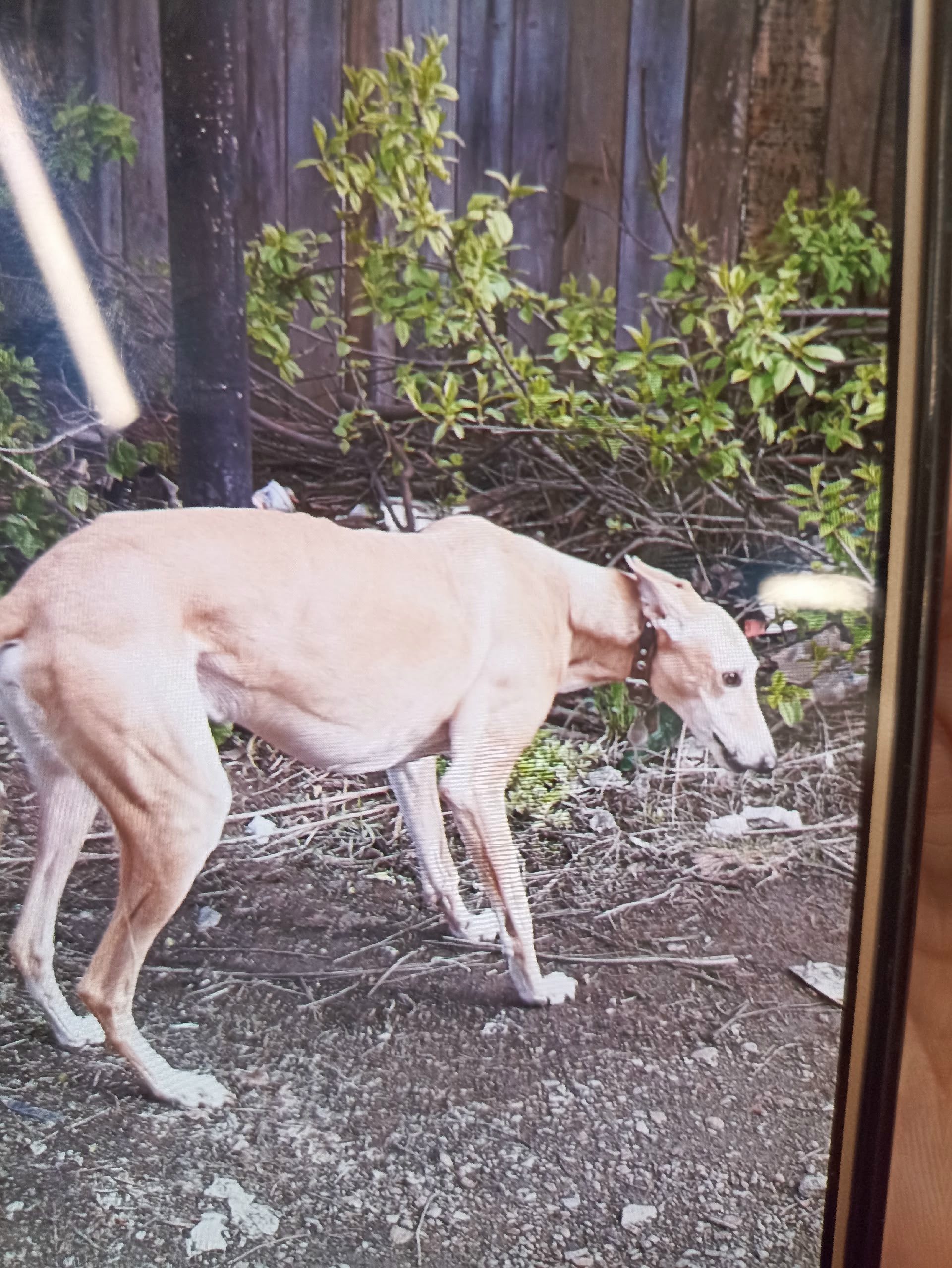 Объявление о питомце в Другие города