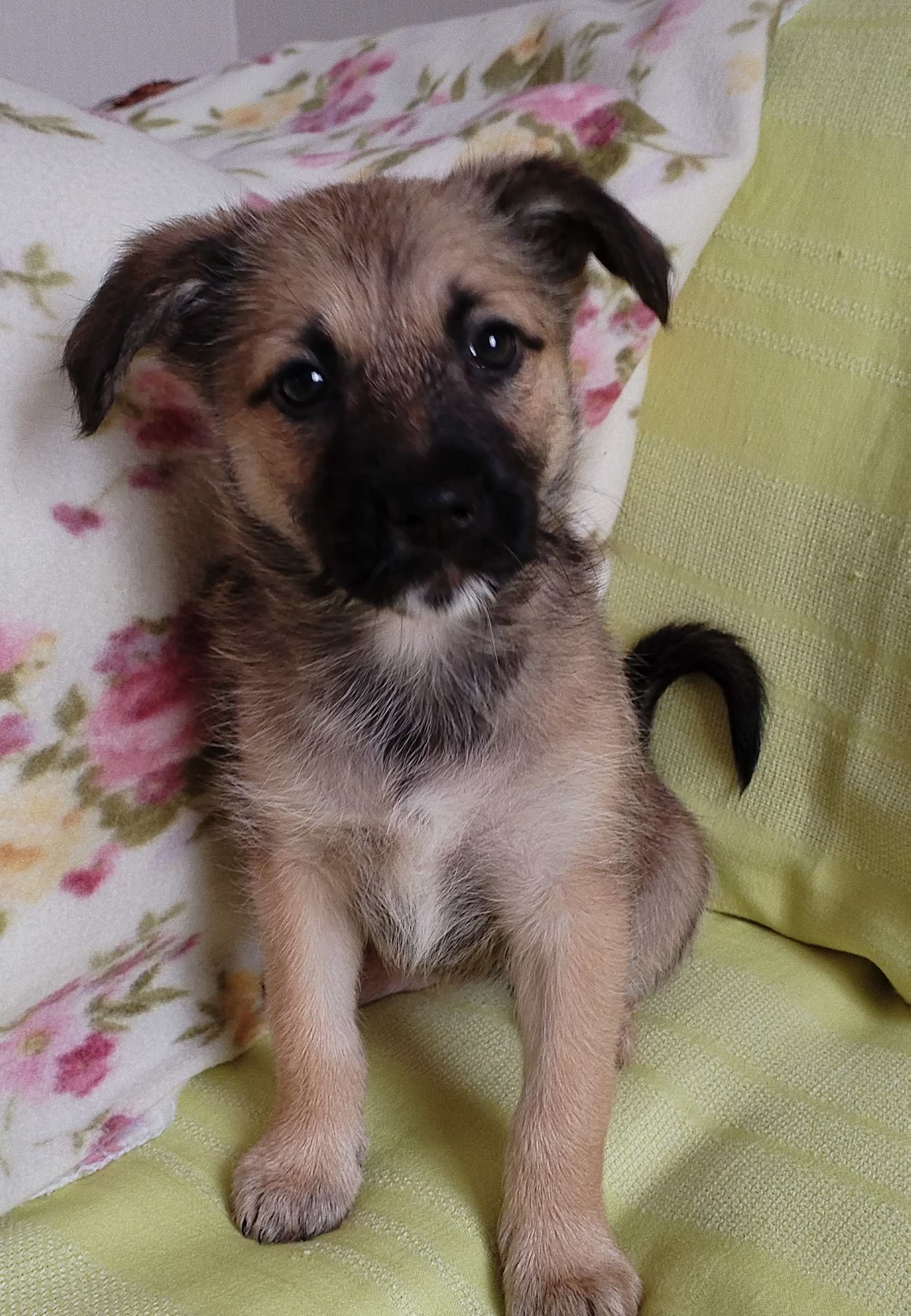 Найдена собака в Другие города