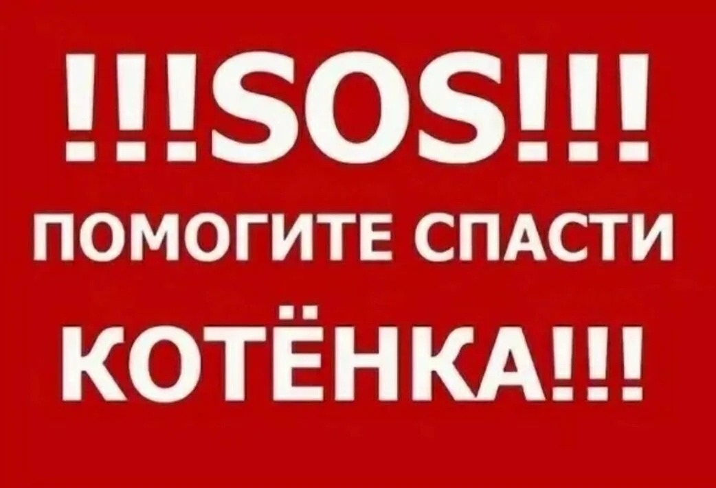 Объявление о питомце в Других городах — фото объявления