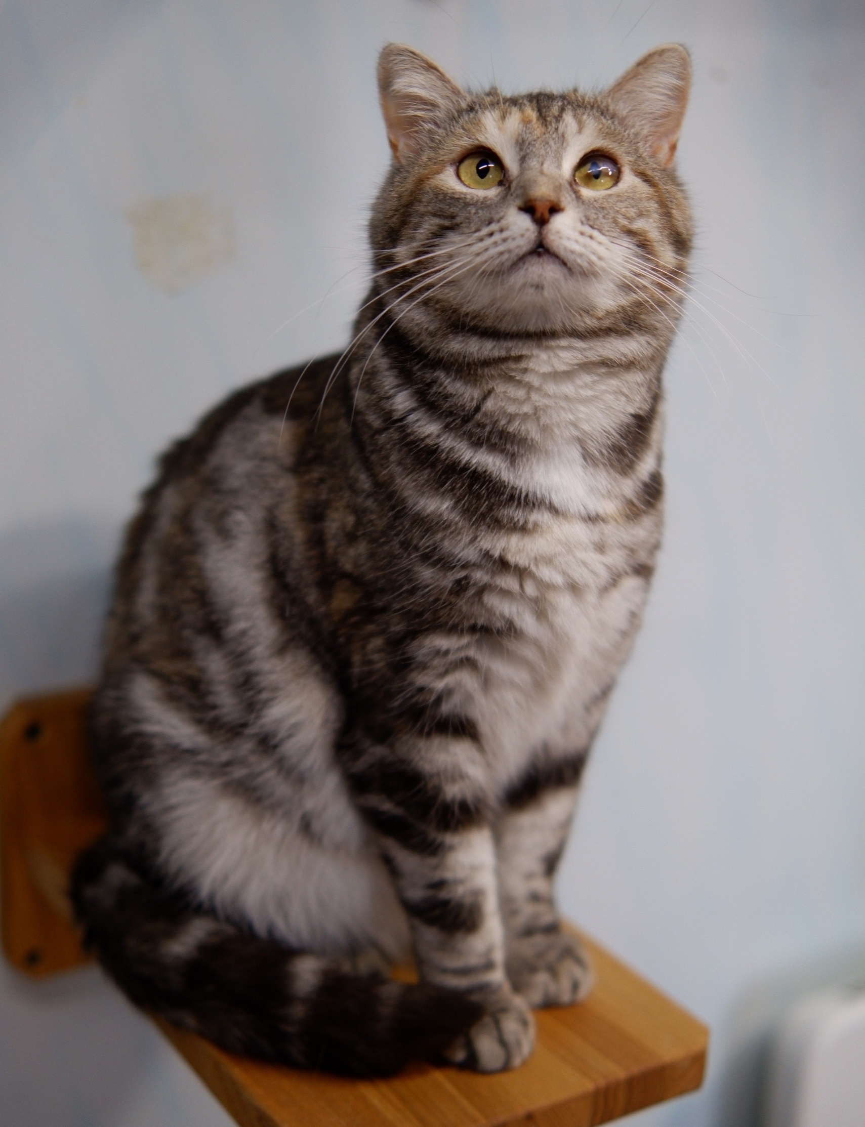 Объявление о питомце в Другие города