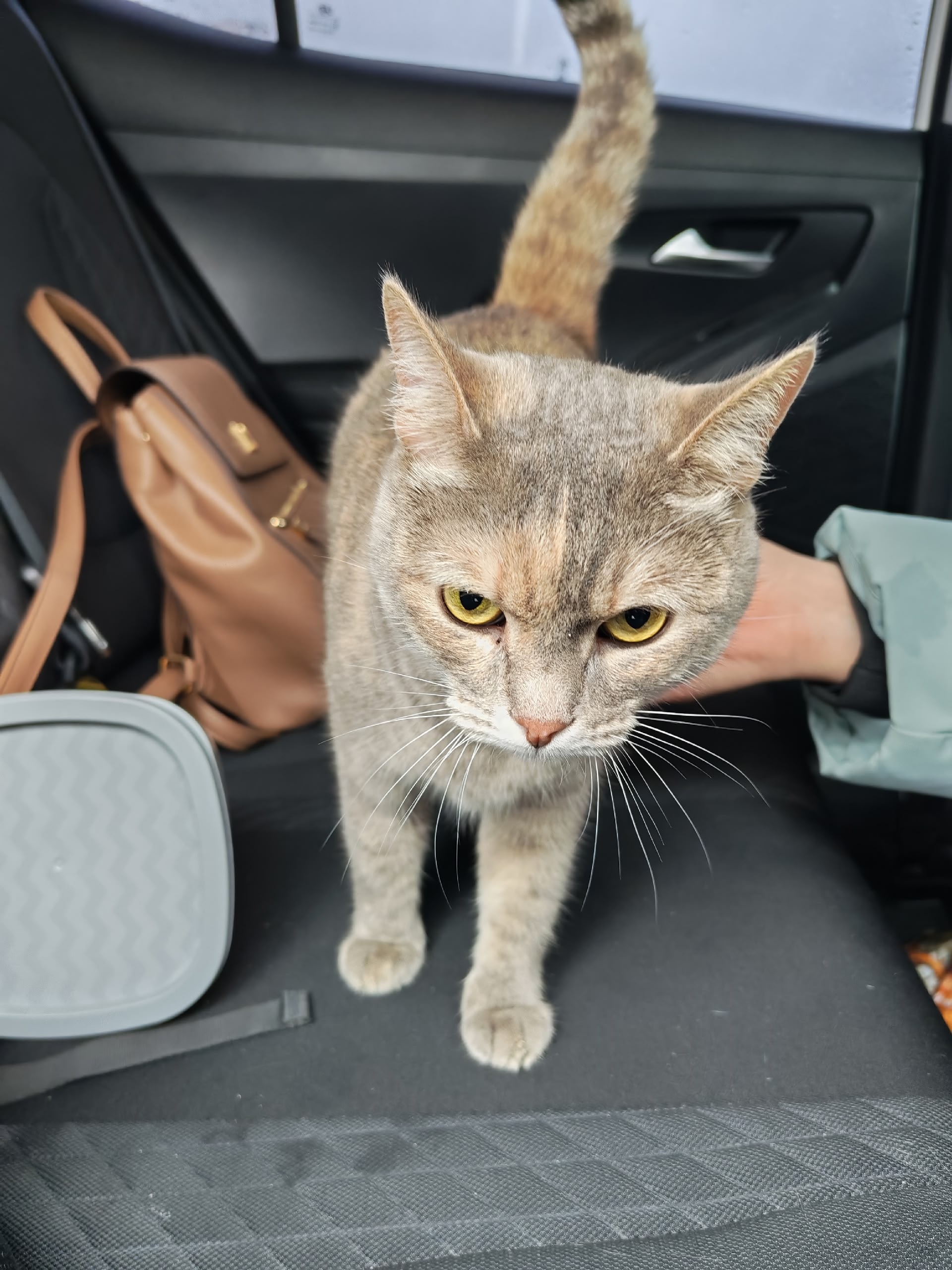 Найдена кошка в Другие города