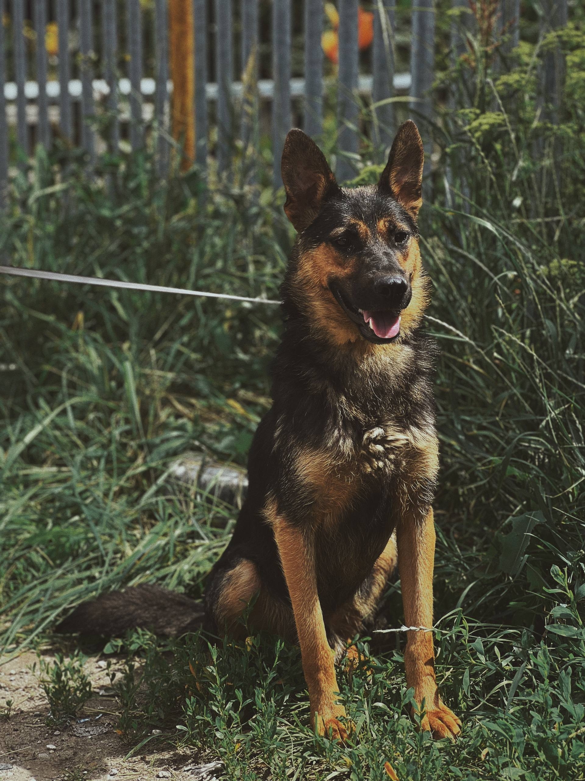 Найдена собака в Другие города