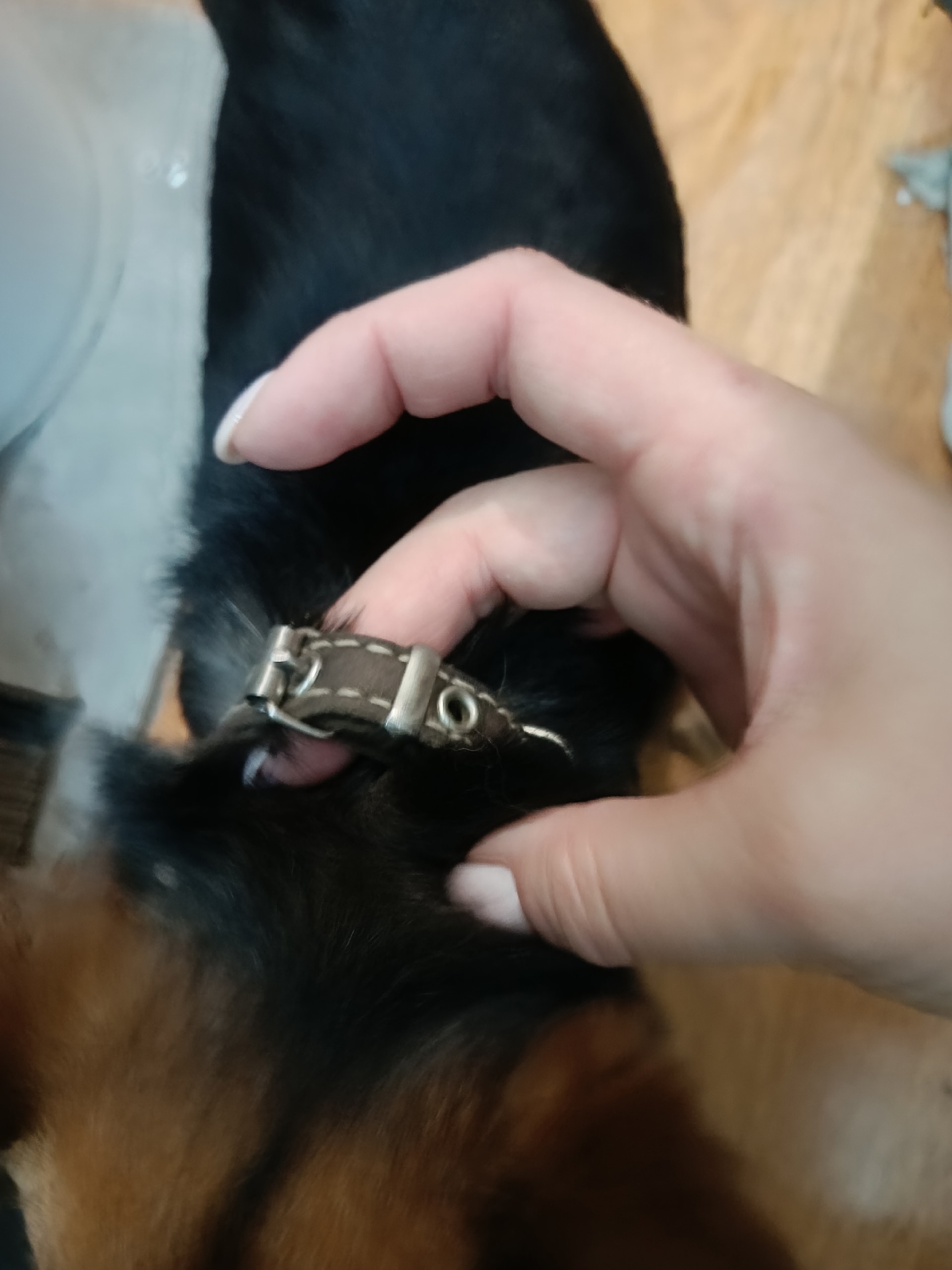 Нашла собачку на чоппа , маленькая с ошейником!