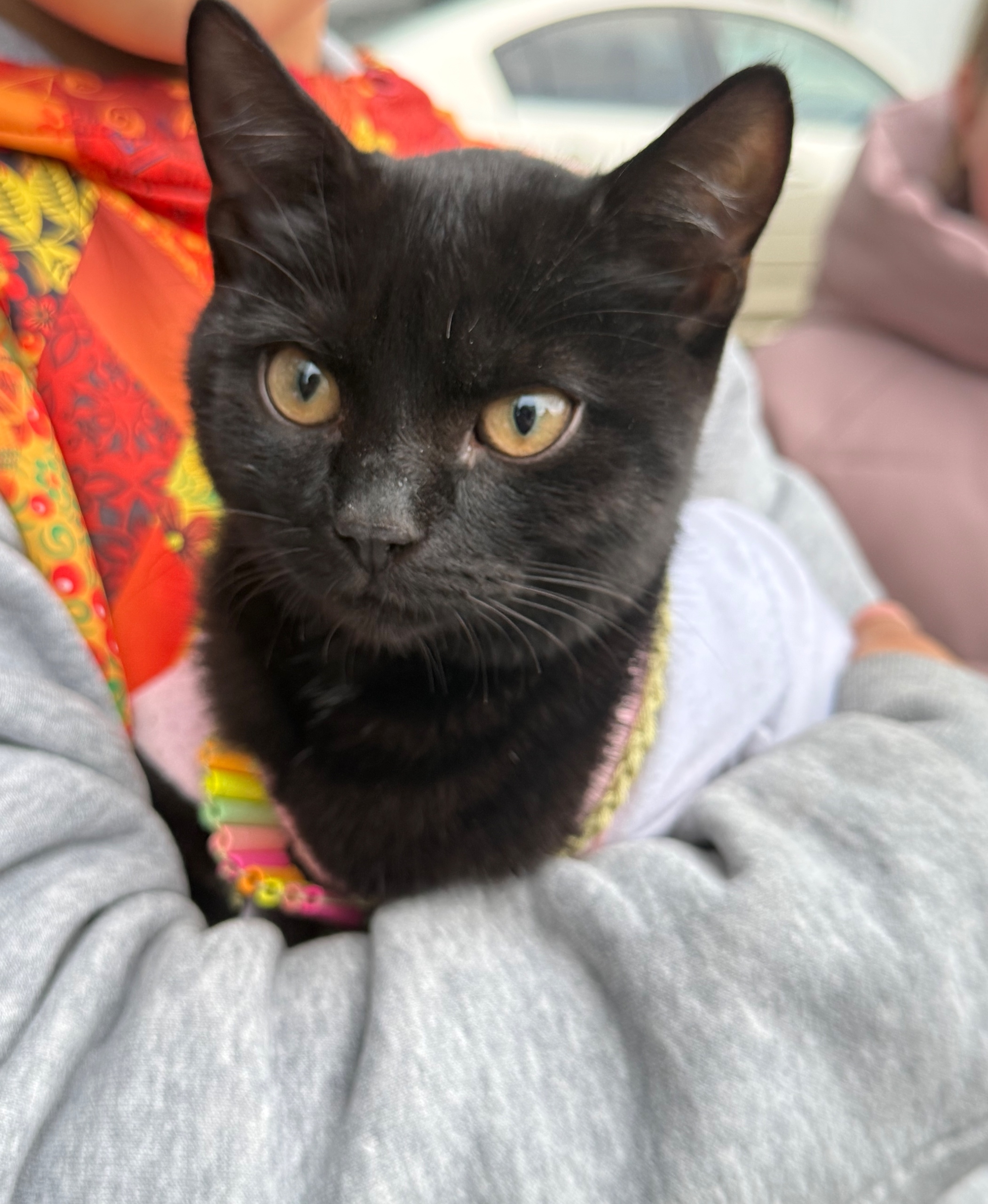 Найдена кошка в Другие города