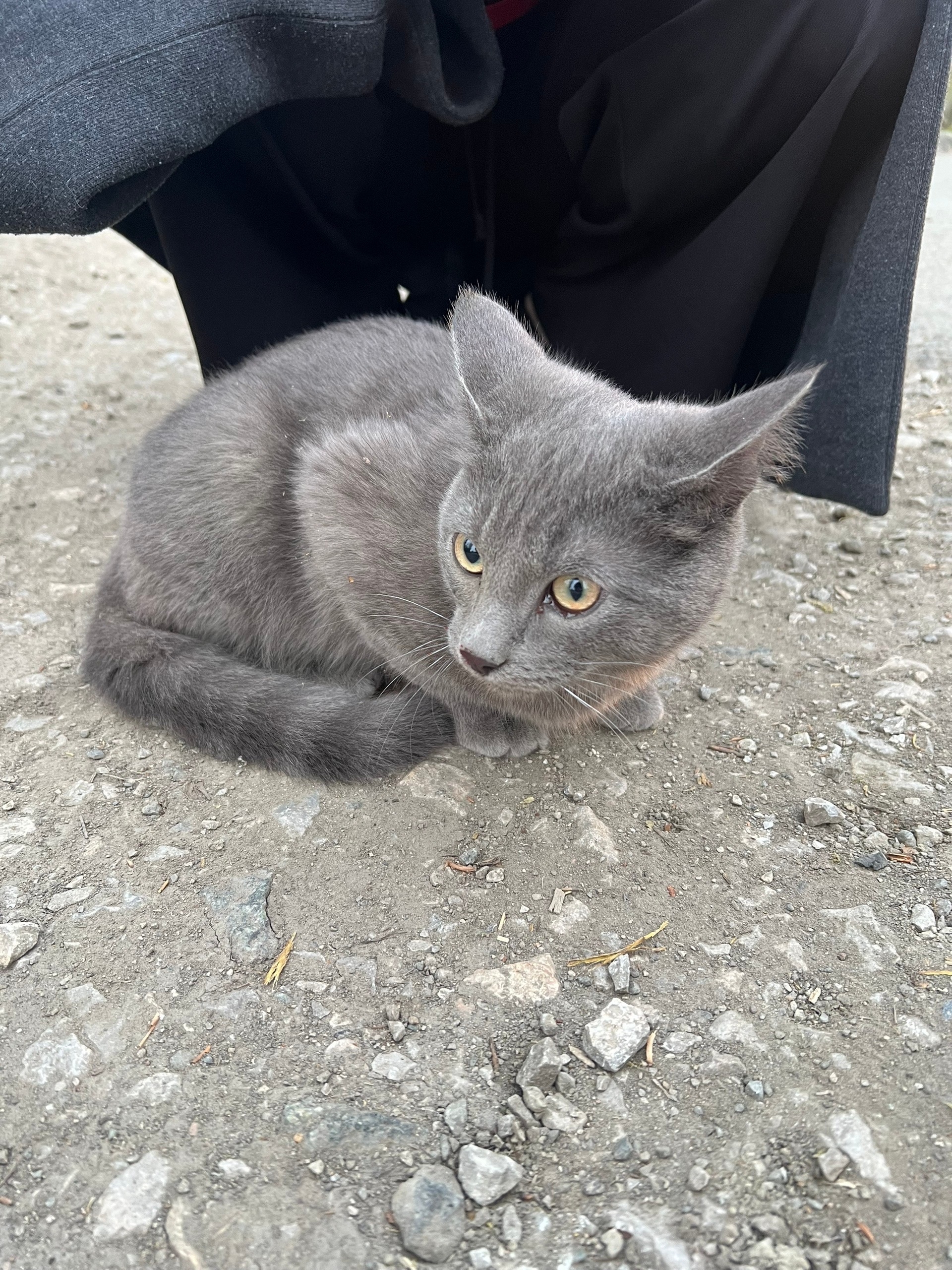 Найдена кошка в Другие города