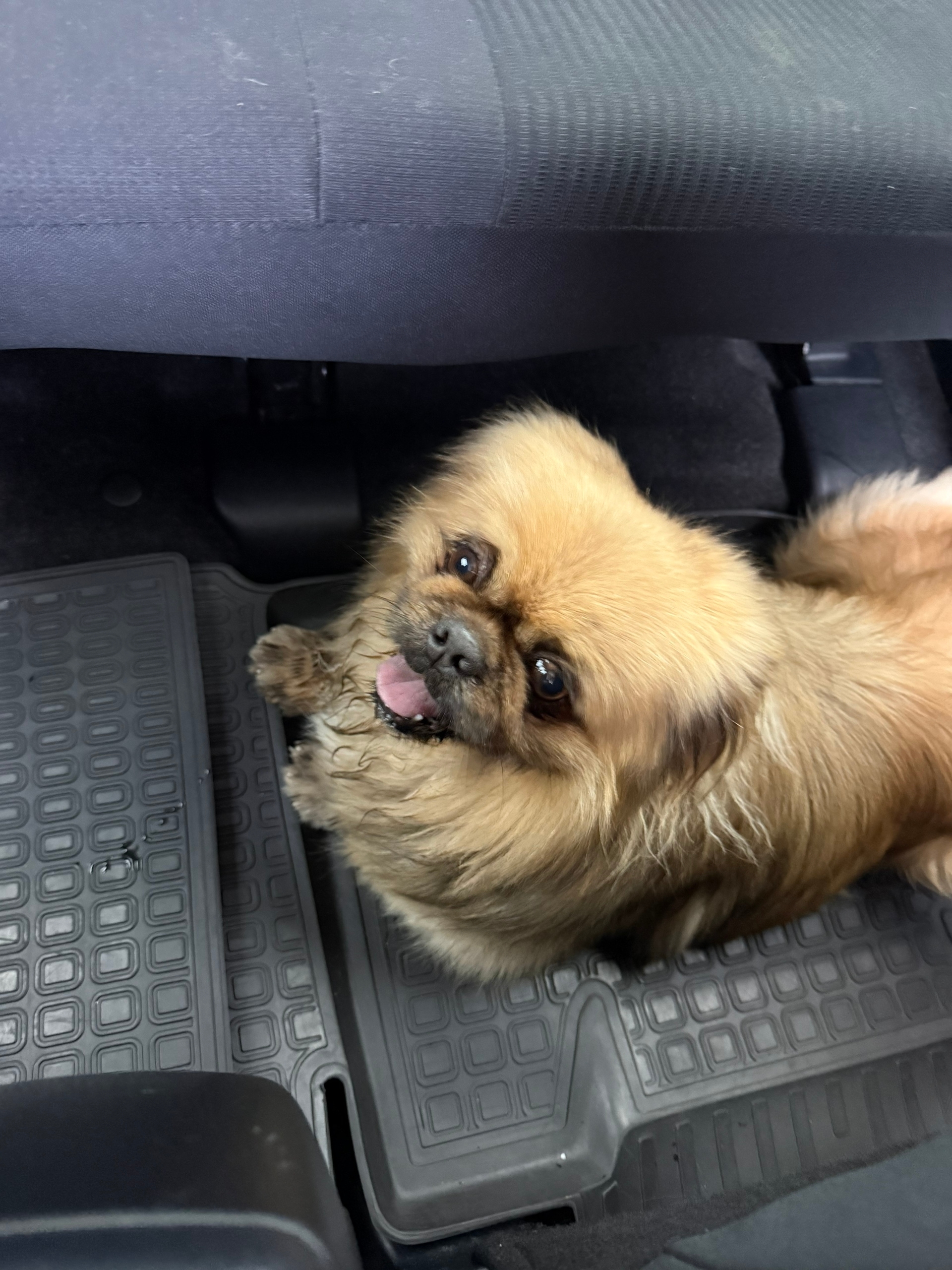 Найдена собака в Другие города