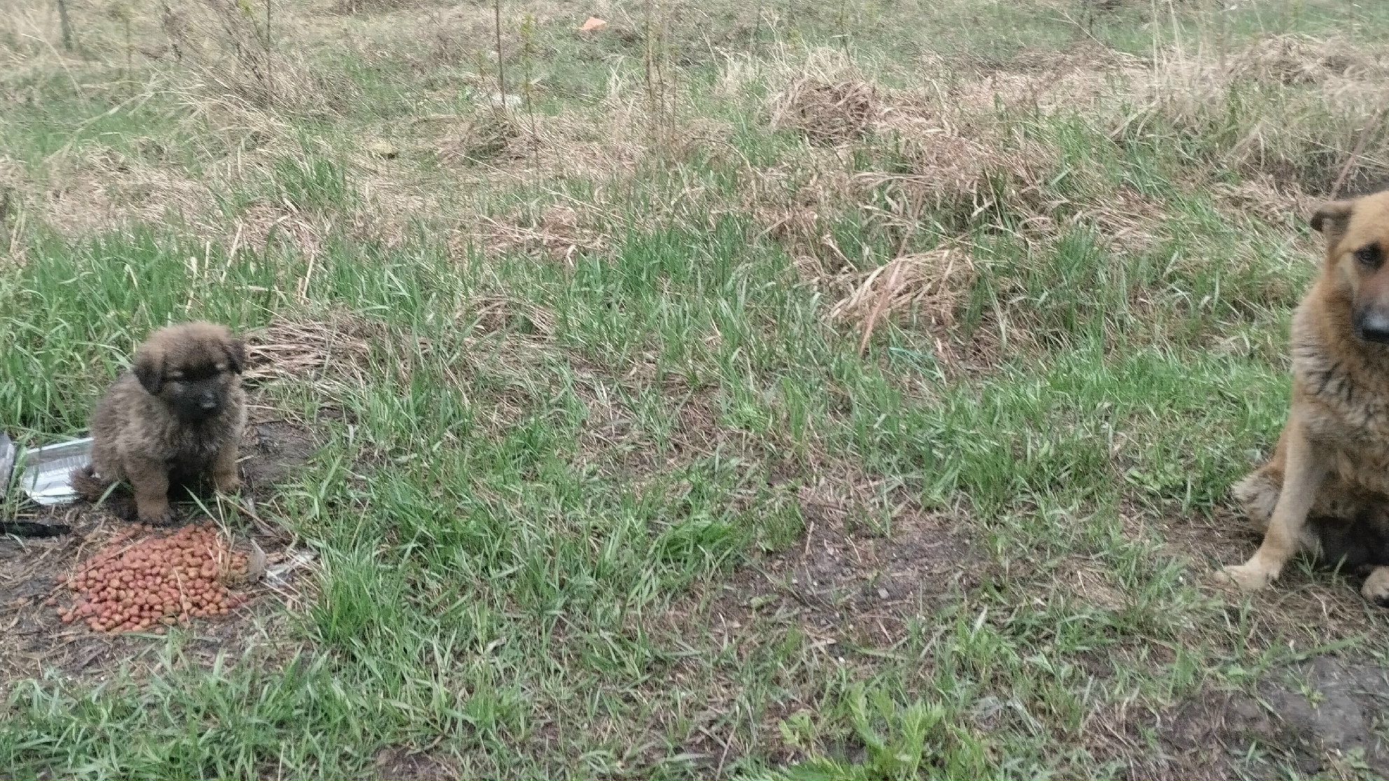 Найдена собака в Других городах — фото объявления