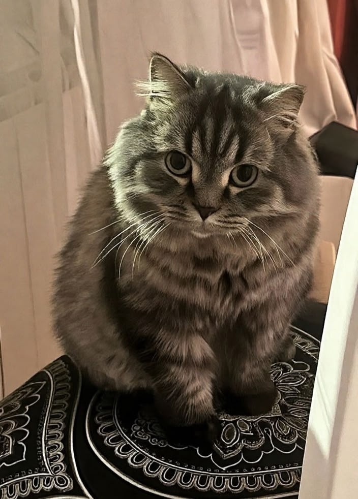 Найдена собака в Другие города