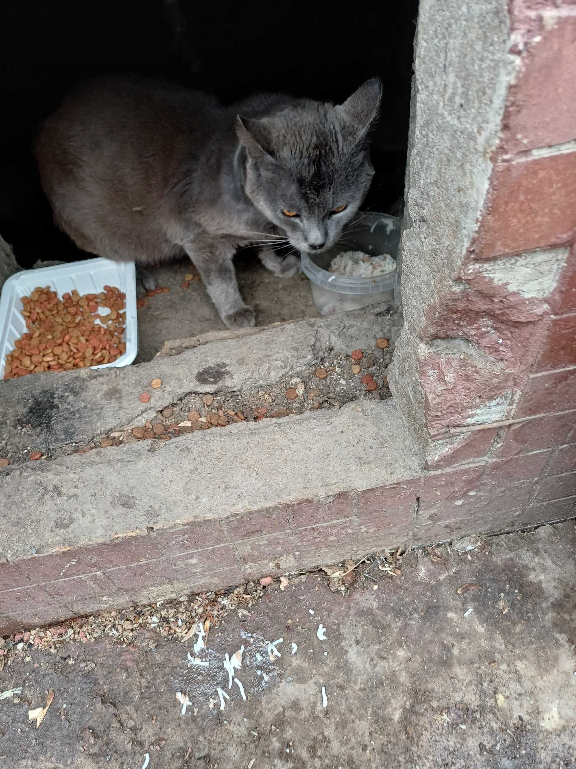 Объявление о питомце в Другие города