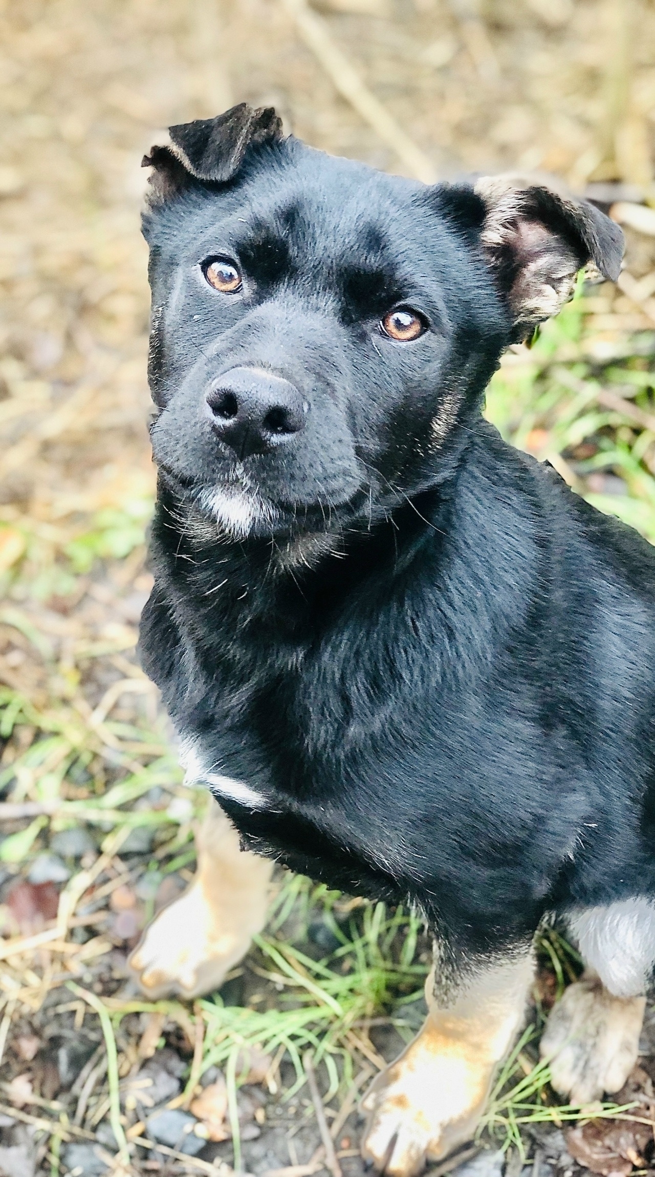 Найдена собака в Другие города
