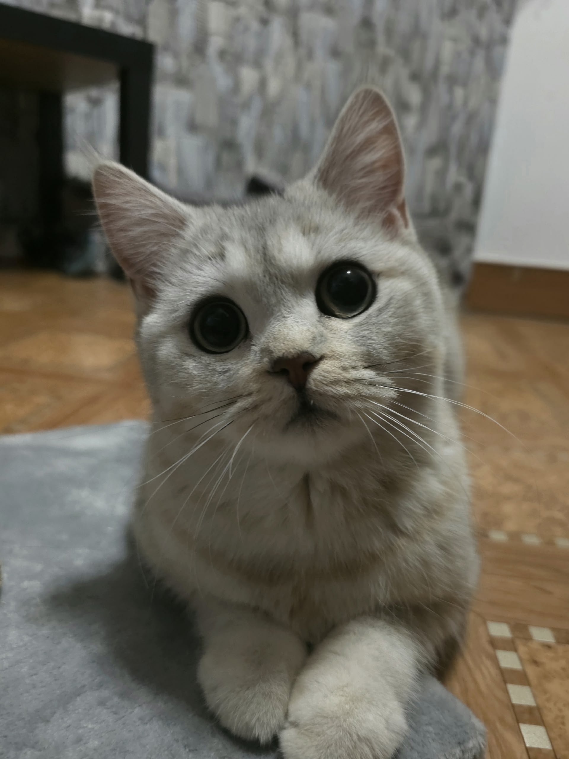 Пропала кошка в Другие города