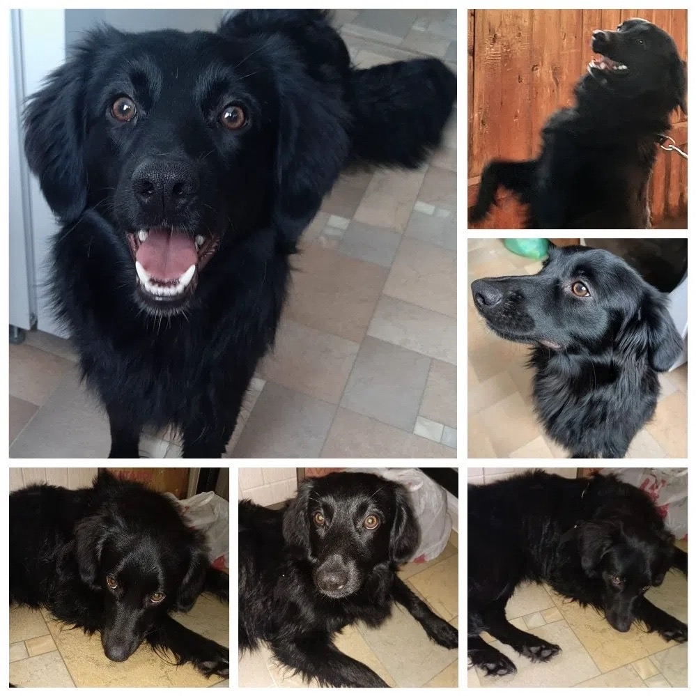 Найдена собака в Других городах — фото объявления