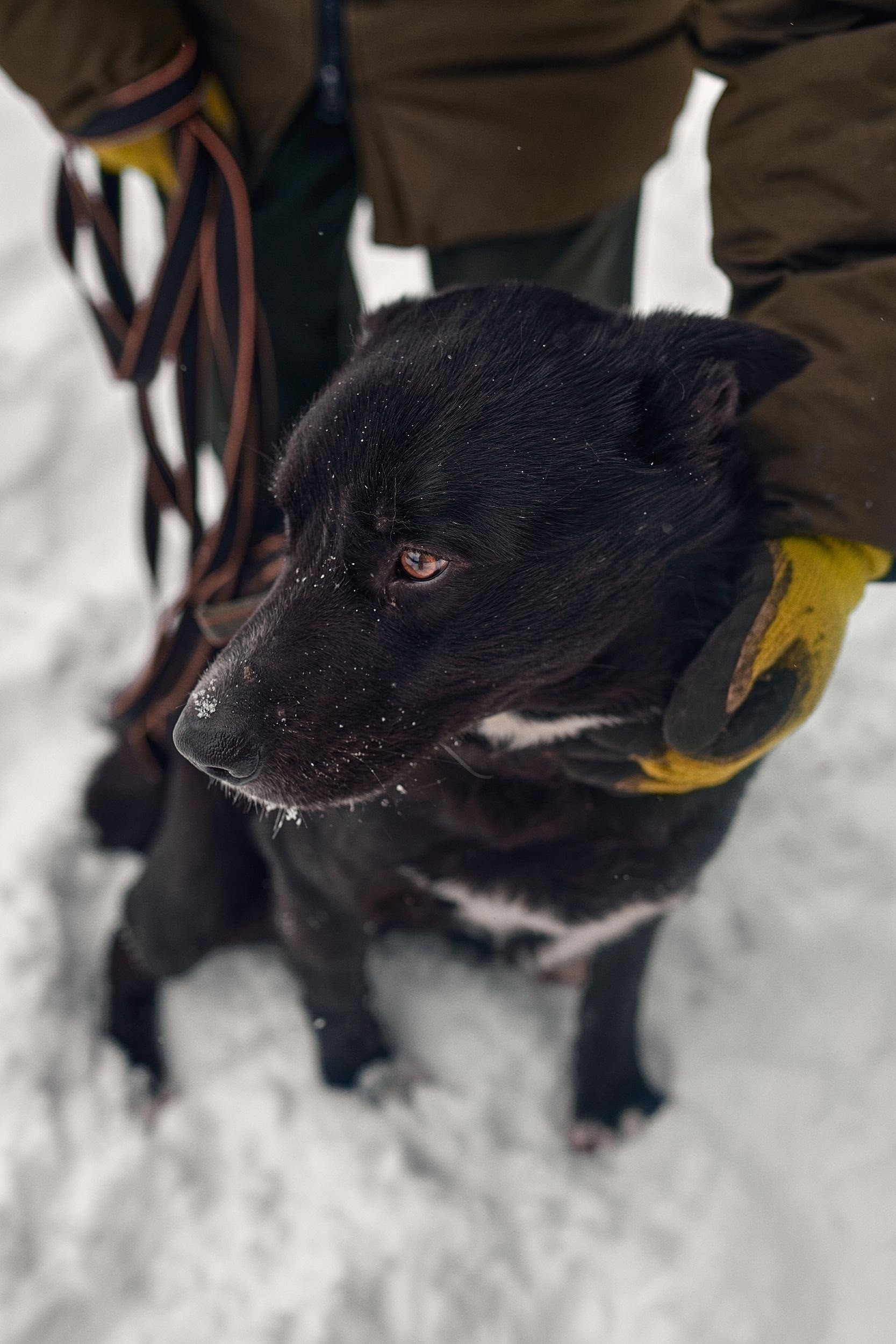Найдена собака в Екатеринбурге — фото объявления