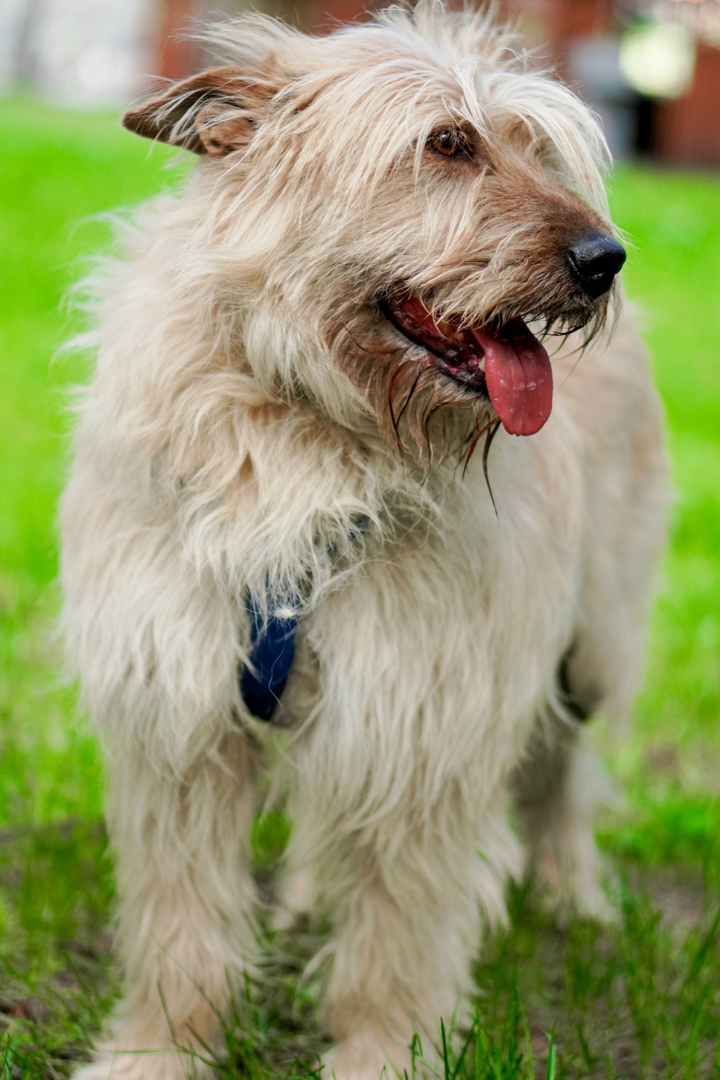 Пропала собака в Екатеринбурге — фото объявления