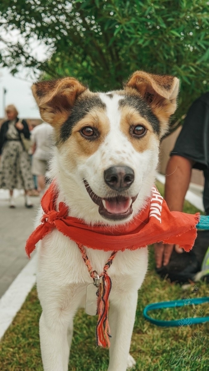 Найдена собака в Екатеринбурге — фото объявления