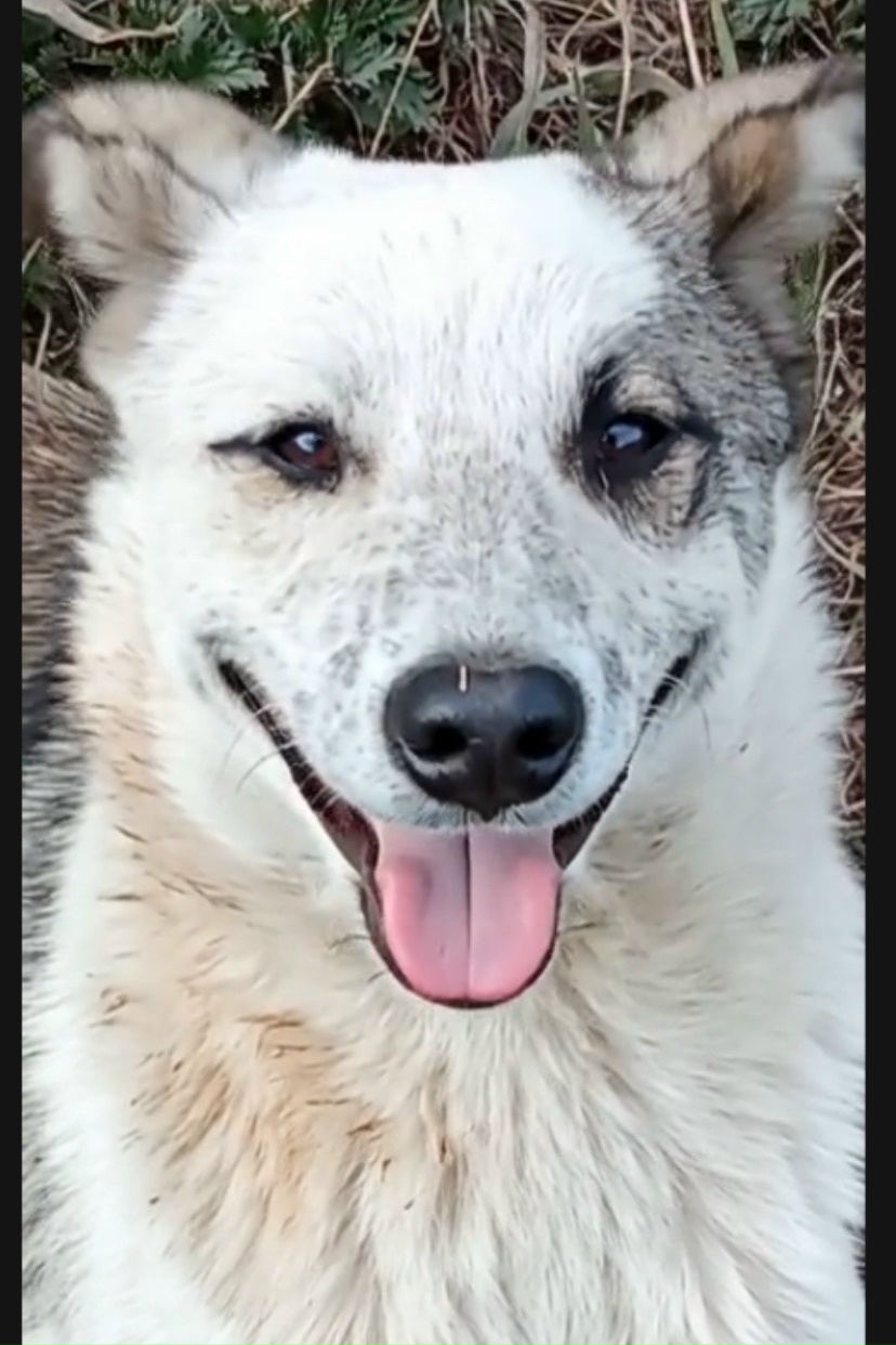 Найдена собака в Екатеринбурге — фото объявления