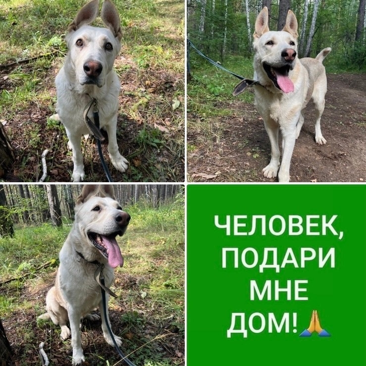 Найдена собака в Екатеринбурге — фото объявления