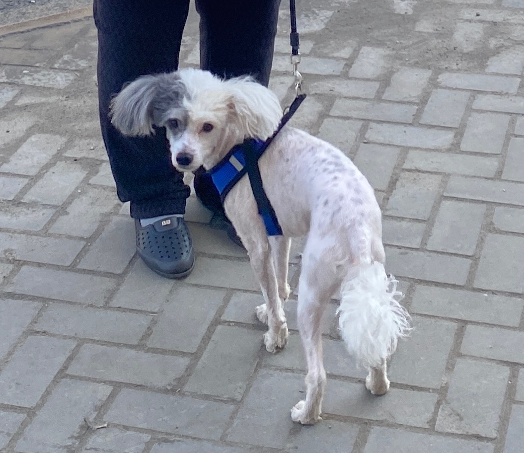 Пропала собака в Другие города