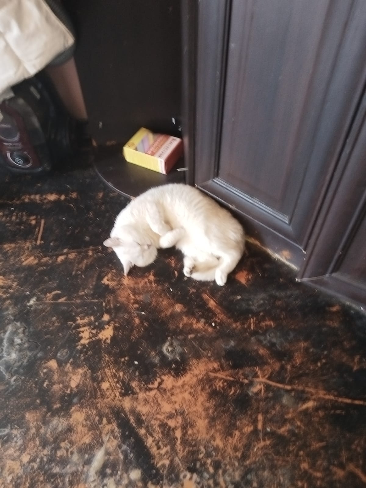 Пропала кошка в Другие города