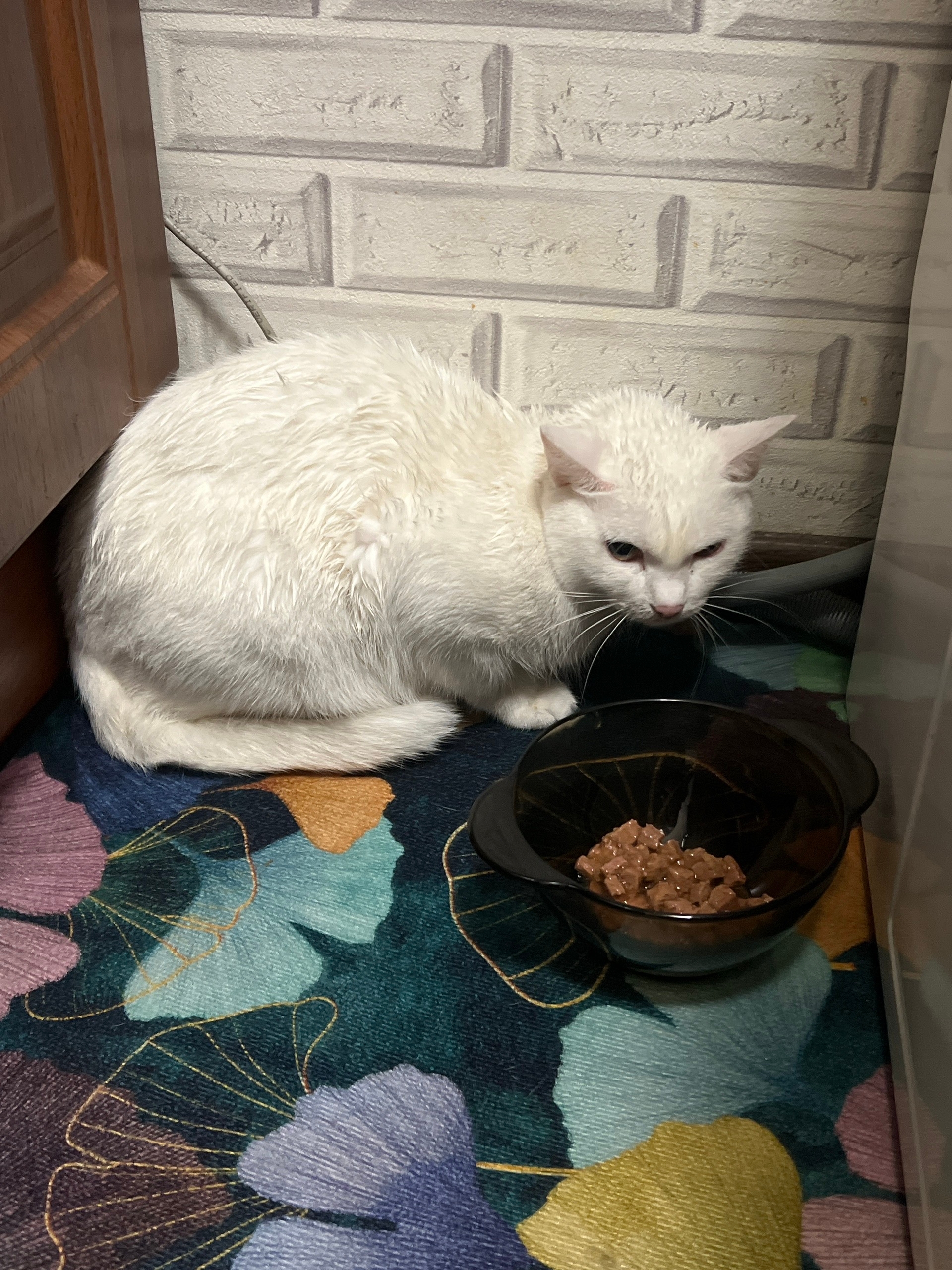 Нашли кошечку, на улице Курчатова возле дороги ползала по снегу вся мокрая, видно что домашняя и боится улицы, себе оставить не можем к сожалению, поэтому ищем добрые руки для этой малышки🤗